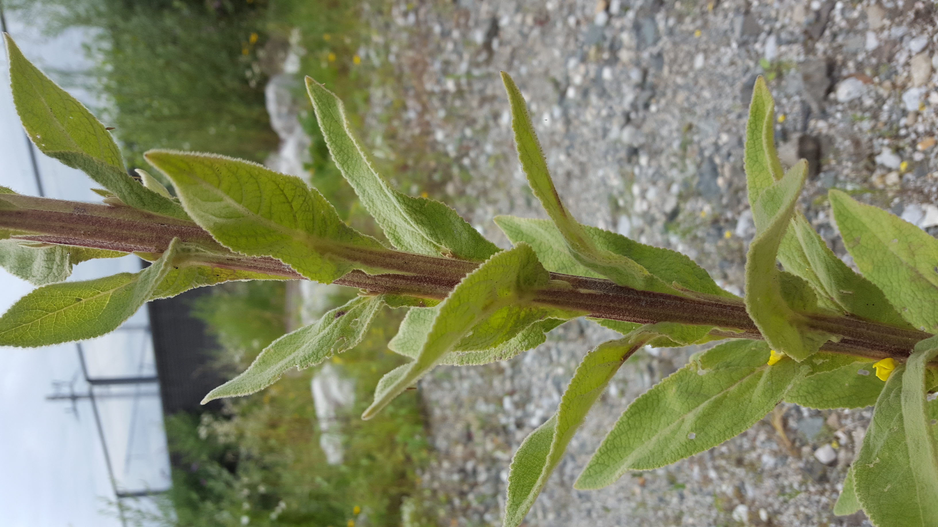 20160716_144548.jpg