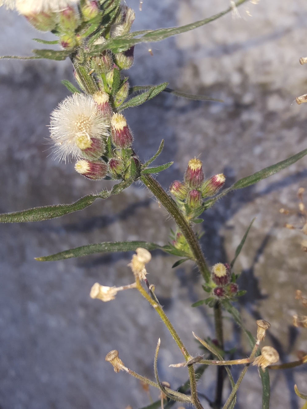 20201203_152046.jpg