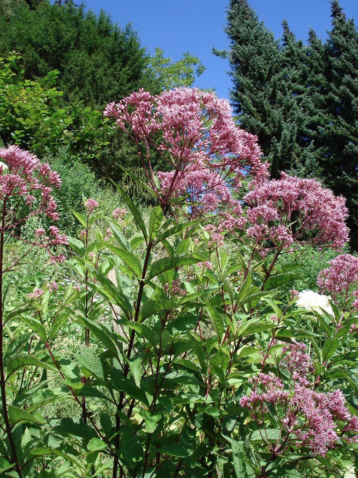 Eutrochium purpureum St-Stainz.jpg