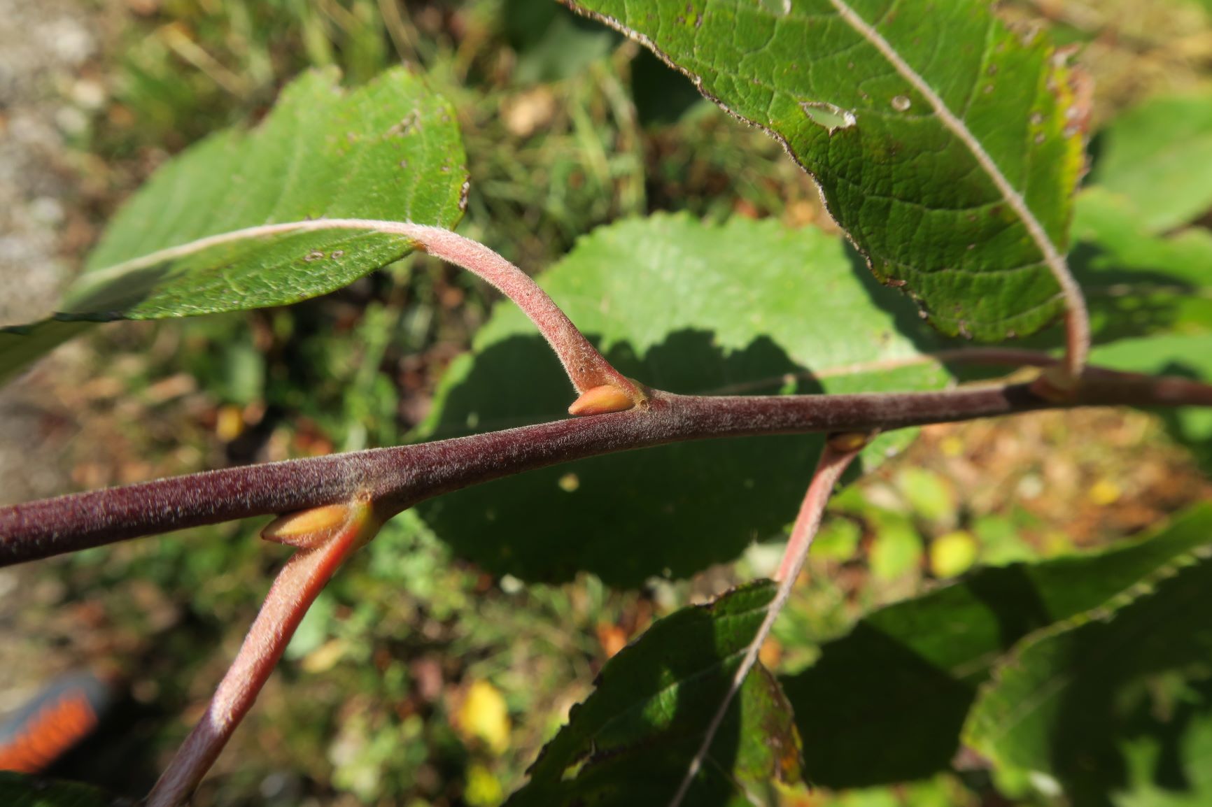 1a Salix myrsinifolia) Schwarz)-Weide, WrWld Kammweg bei Grüß'di a Gott-Wirt 06.11.2019 C5X (1).JPG