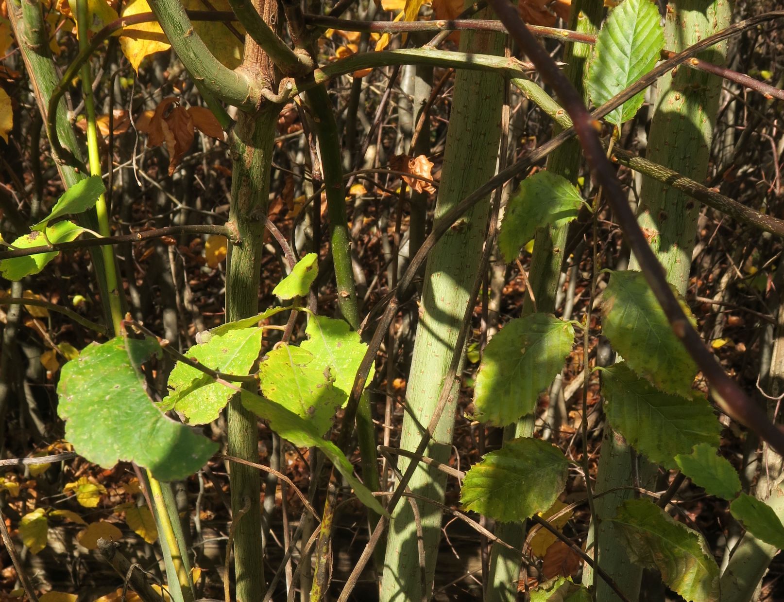 1b Salix myrsinifolia) Schwarz)-Weide, WrWld Kammweg bei Grüß'di a Gott-Wirt 06.11.2019 C5X (2).JPG