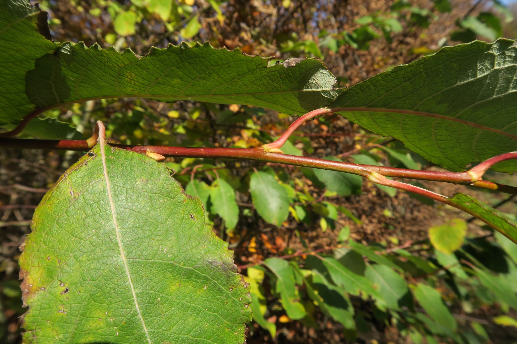 1c Salix myrsinifolia) Schwarz)-Weide, WrWld Kammweg bei Grüß'di a Gott-Wirt 06.11.2019 C5X (3).JPG