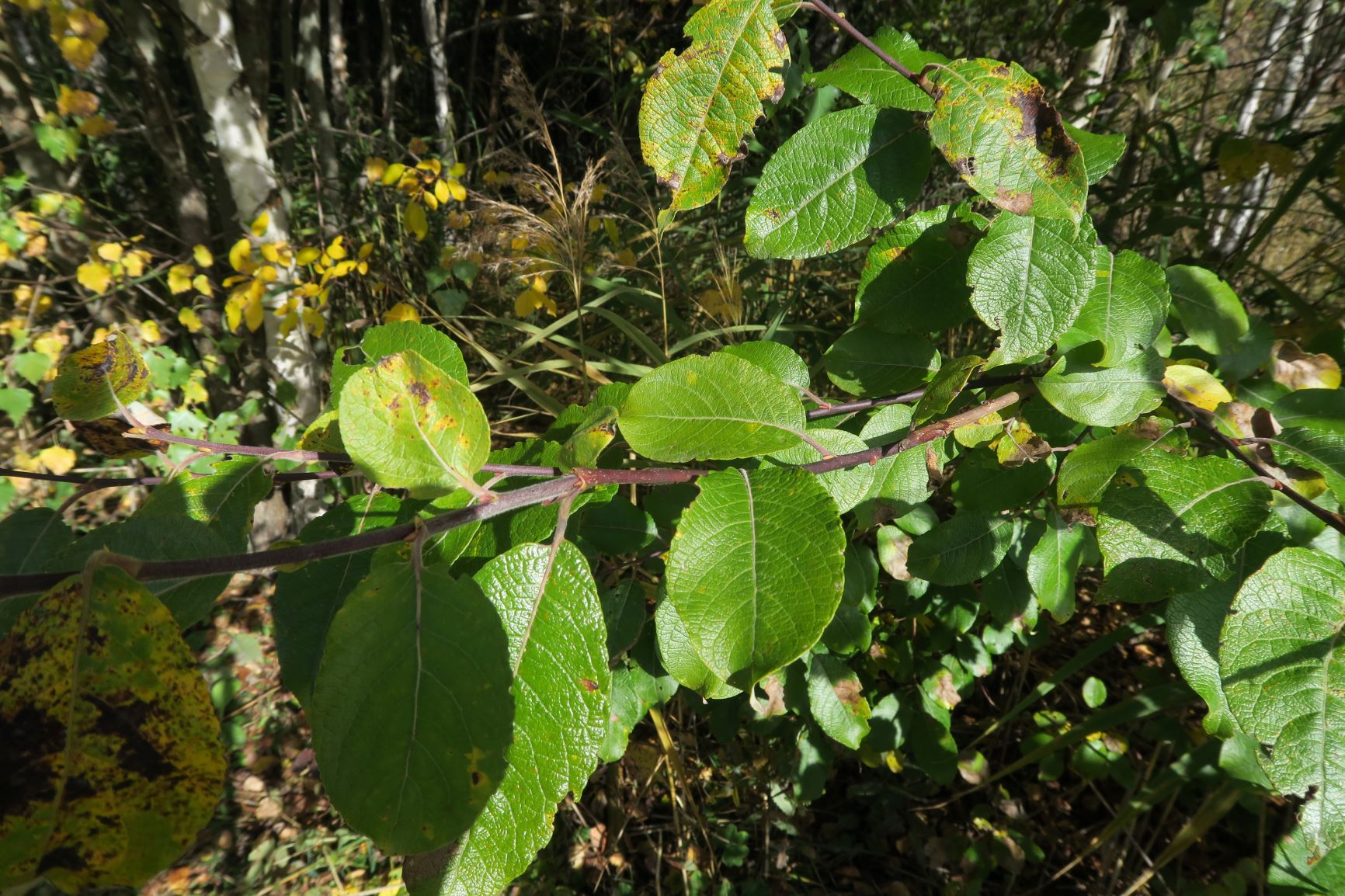 2a Salix myrsinifolia) Schwarz)-Weide, Hochmoor Wildsee Seefeld Tirol 15.10.2019 C5X (4).JPG