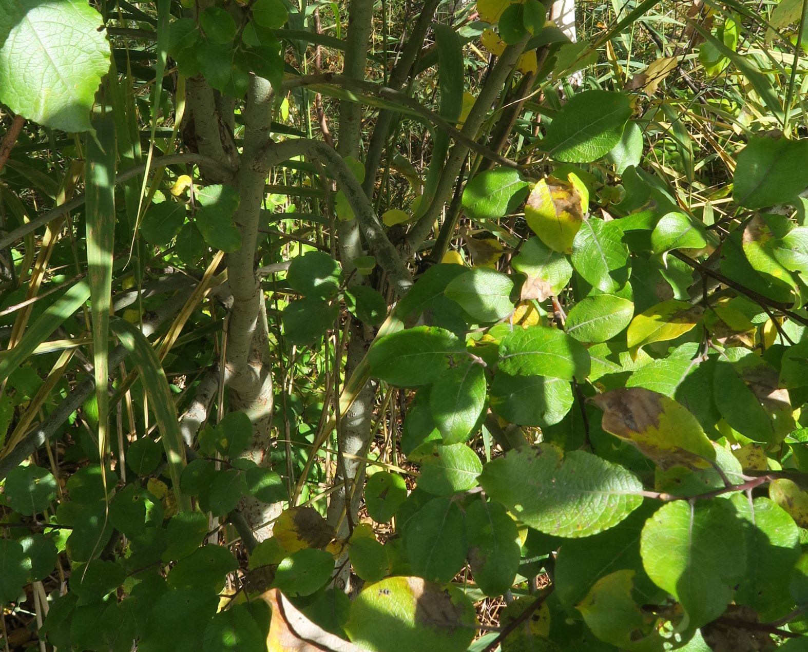 2b Salix myrsinifolia) Schwarz)-Weide, Hochmoor Wildsee Seefeld Tirol 15.10.2019 C5X (2).JPG