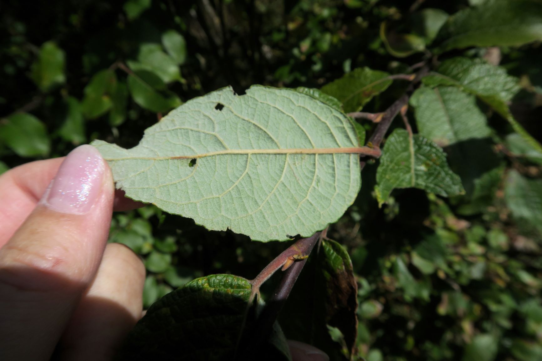 2c Salix myrsinifolia) Schwarz)-Weide, Hochmoor Wildsee Seefeld Tirol 15.10.2019 C5X (3).JPG