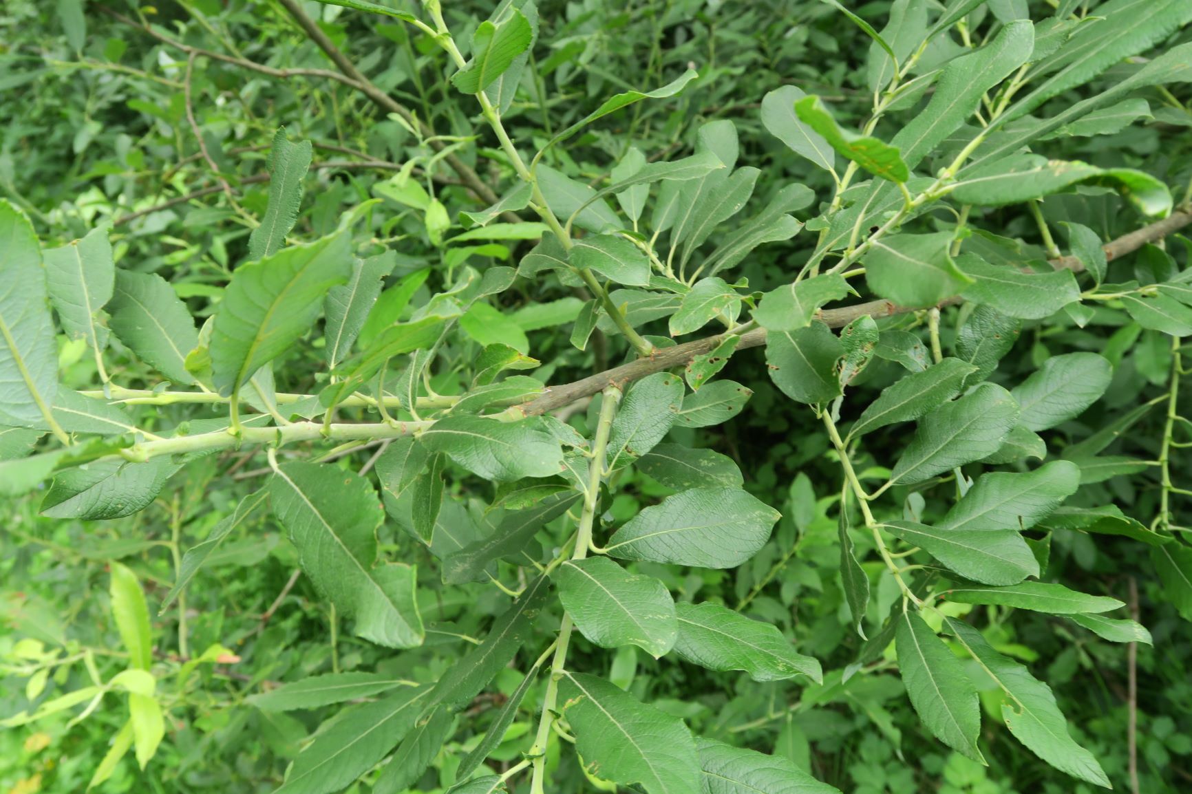 3b Salix aurita) Ohr)-Weide, Halltal Mooshuben Mariazellerld. 16.07.2019 C5X (33).JPG