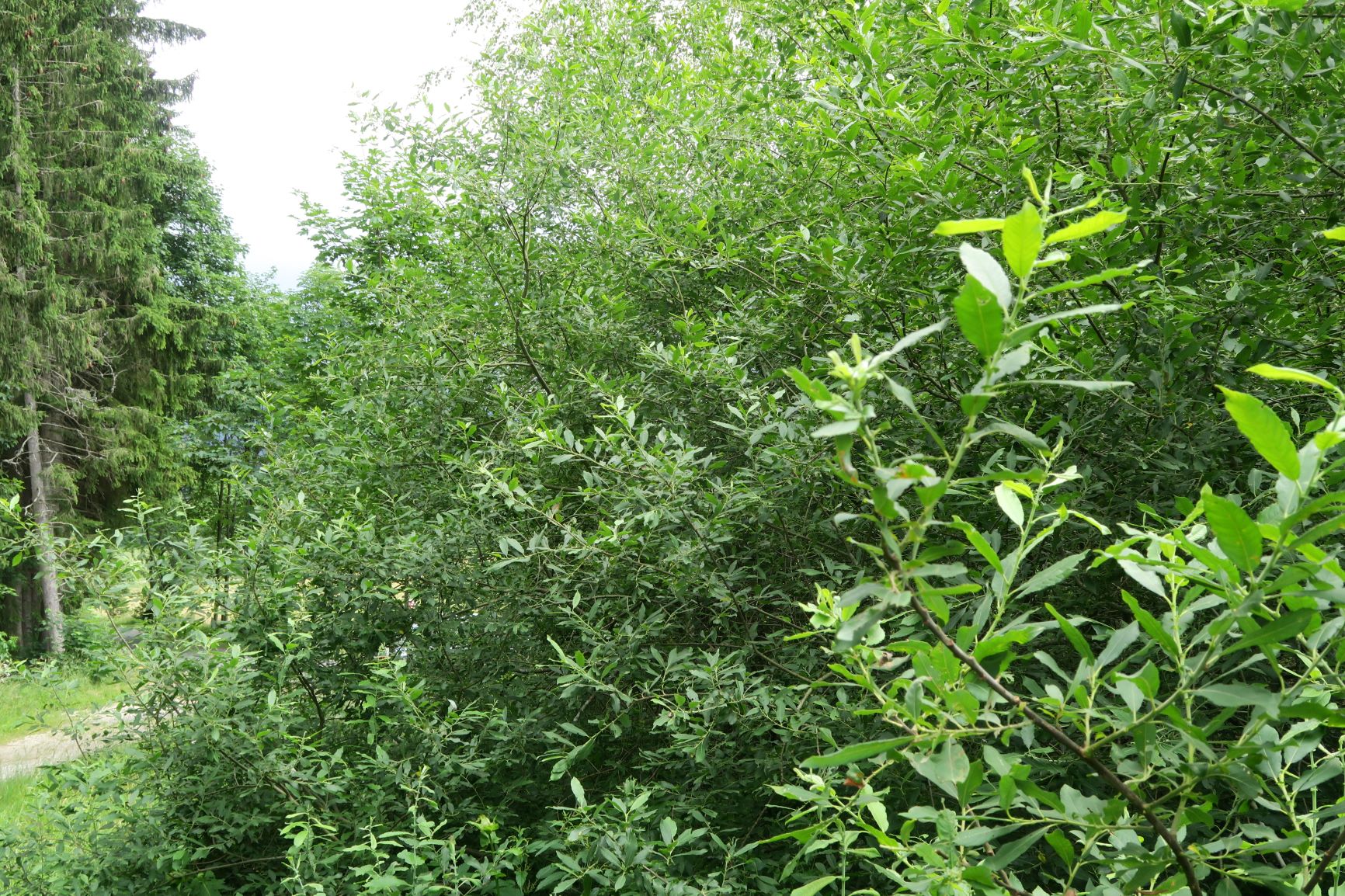 3c Salix aurita) Ohr)-Weide, Halltal Mooshuben Mariazellerld. 16.07.2019 C5X (34).JPG