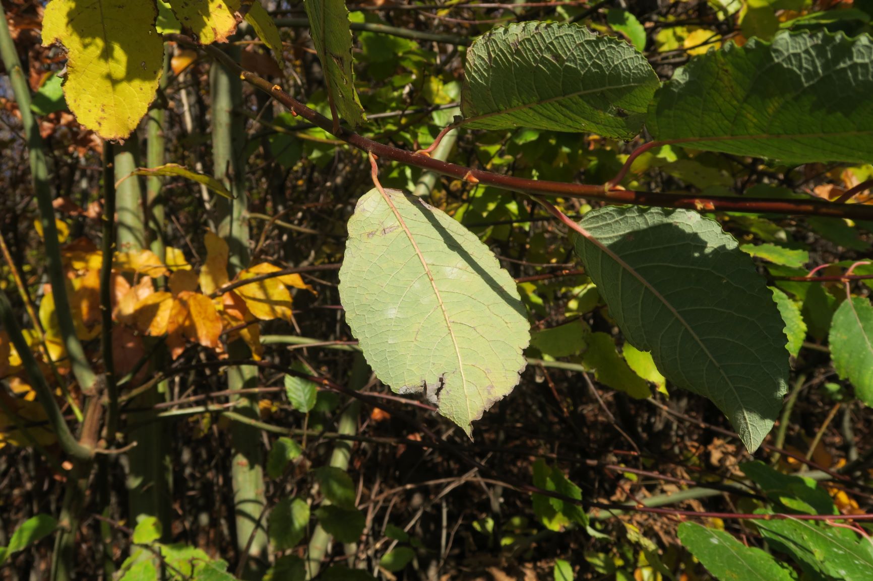 1d Salix myrsinifolia) Schwarz)-Weide, WrWld Kammweg bei Grüß'di a Gott-Wirt 06.11.2019 C5X (6).JPG