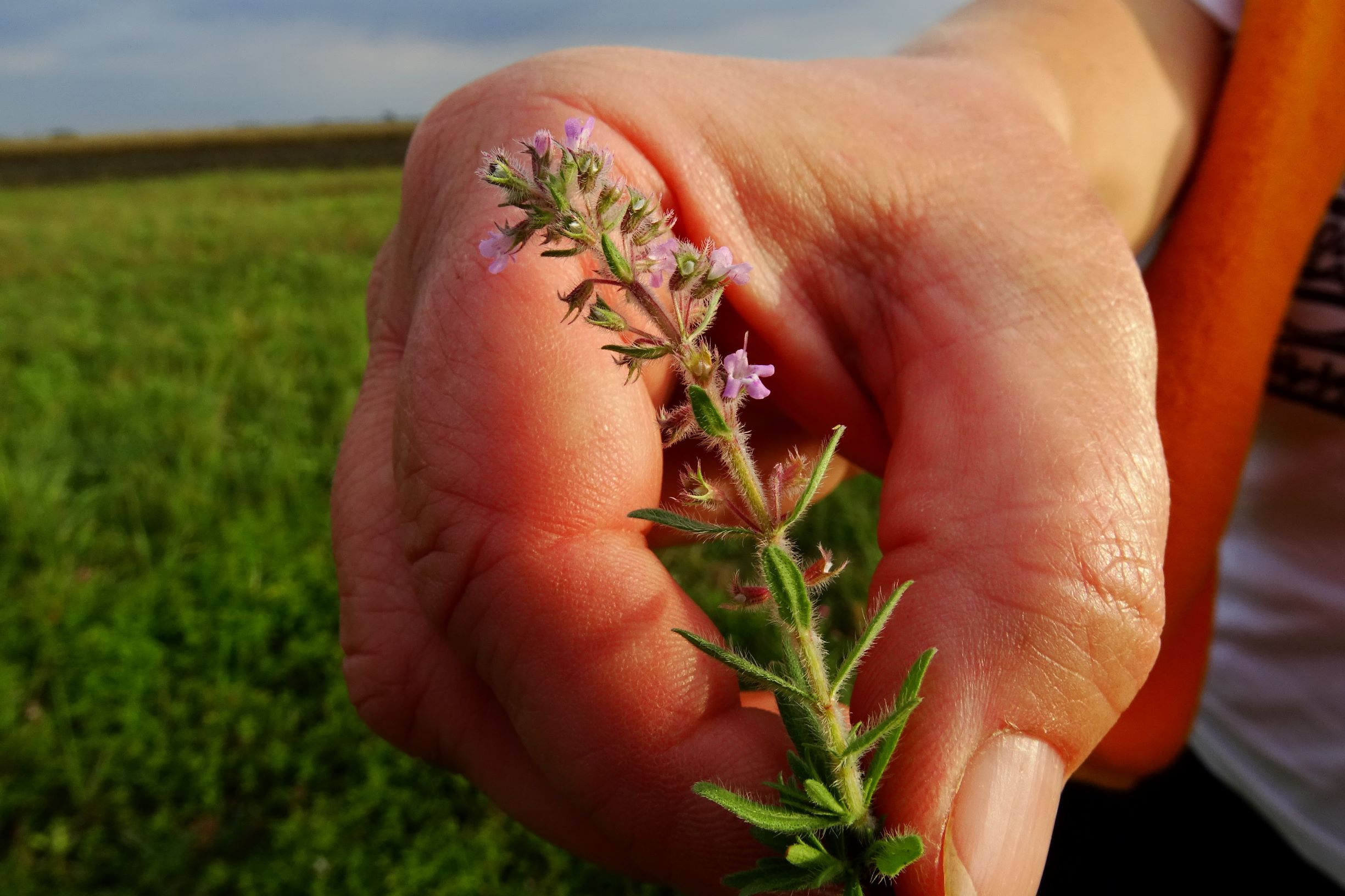 DSC08876 gattendorfer leithaauen, 2020-09-30, thymus pannonicus agg.JPG
