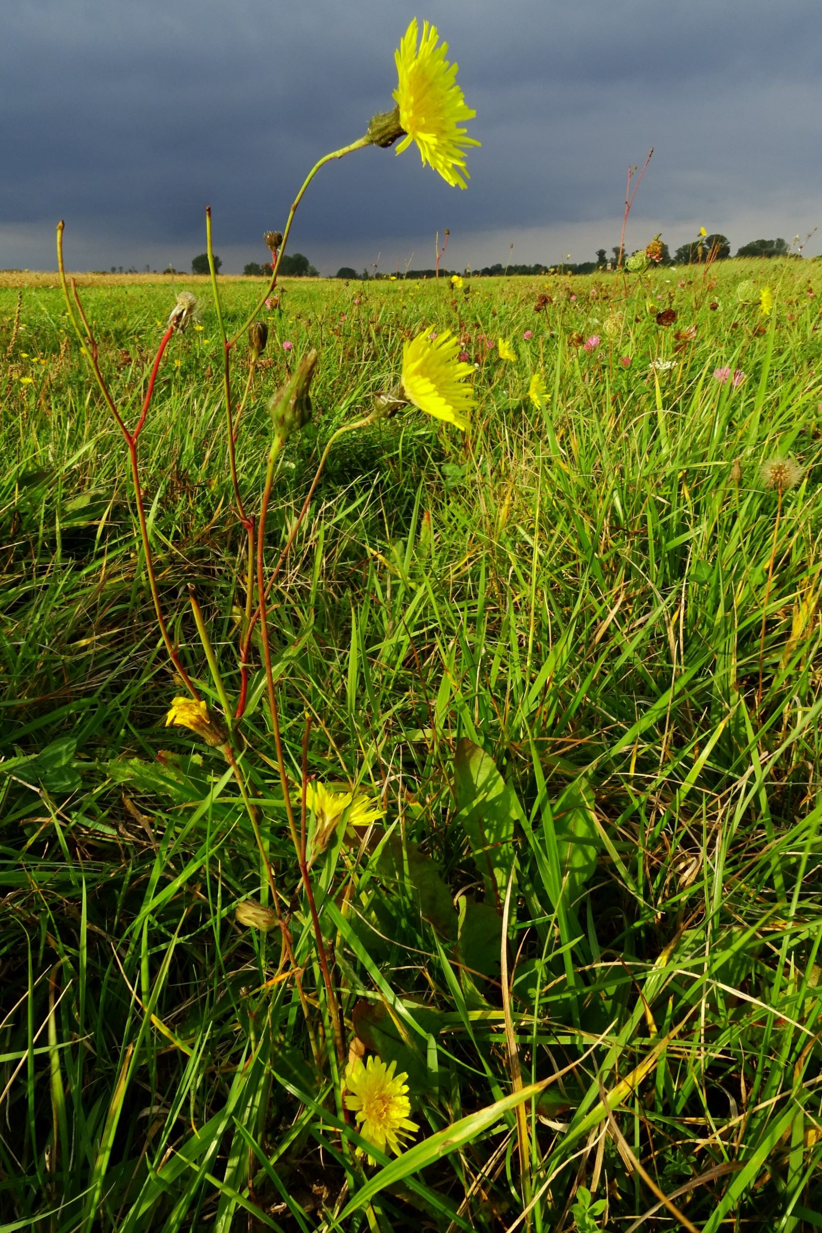 DSC08910 gattendorfer leithaauen, 2020-09-30, sonchus arvensis uliginosus.JPG
