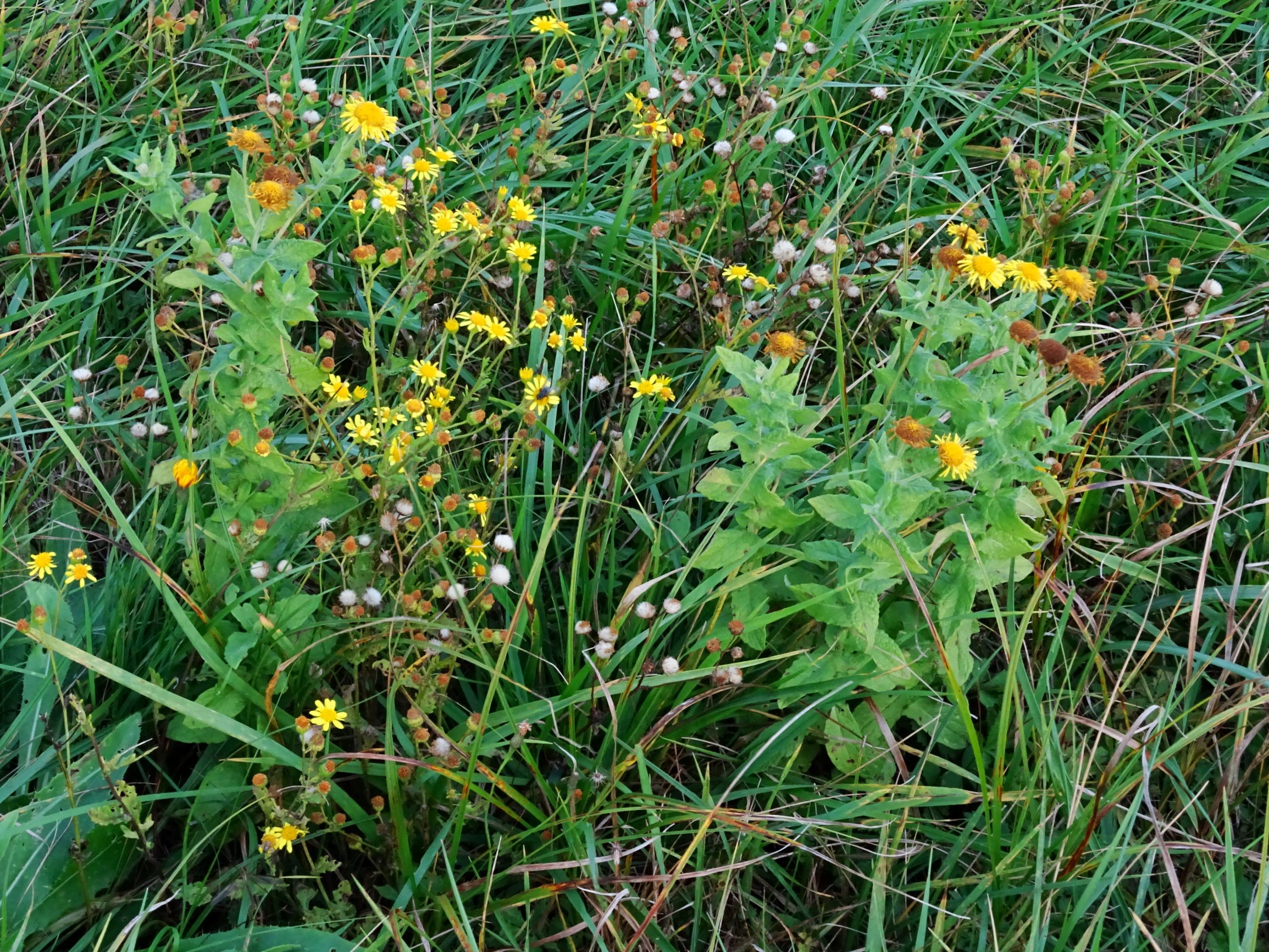 DSC08984 gattendorfer leithaauen, 2020-09-30, senecio erraticus, pulicaria dysenterica.JPG