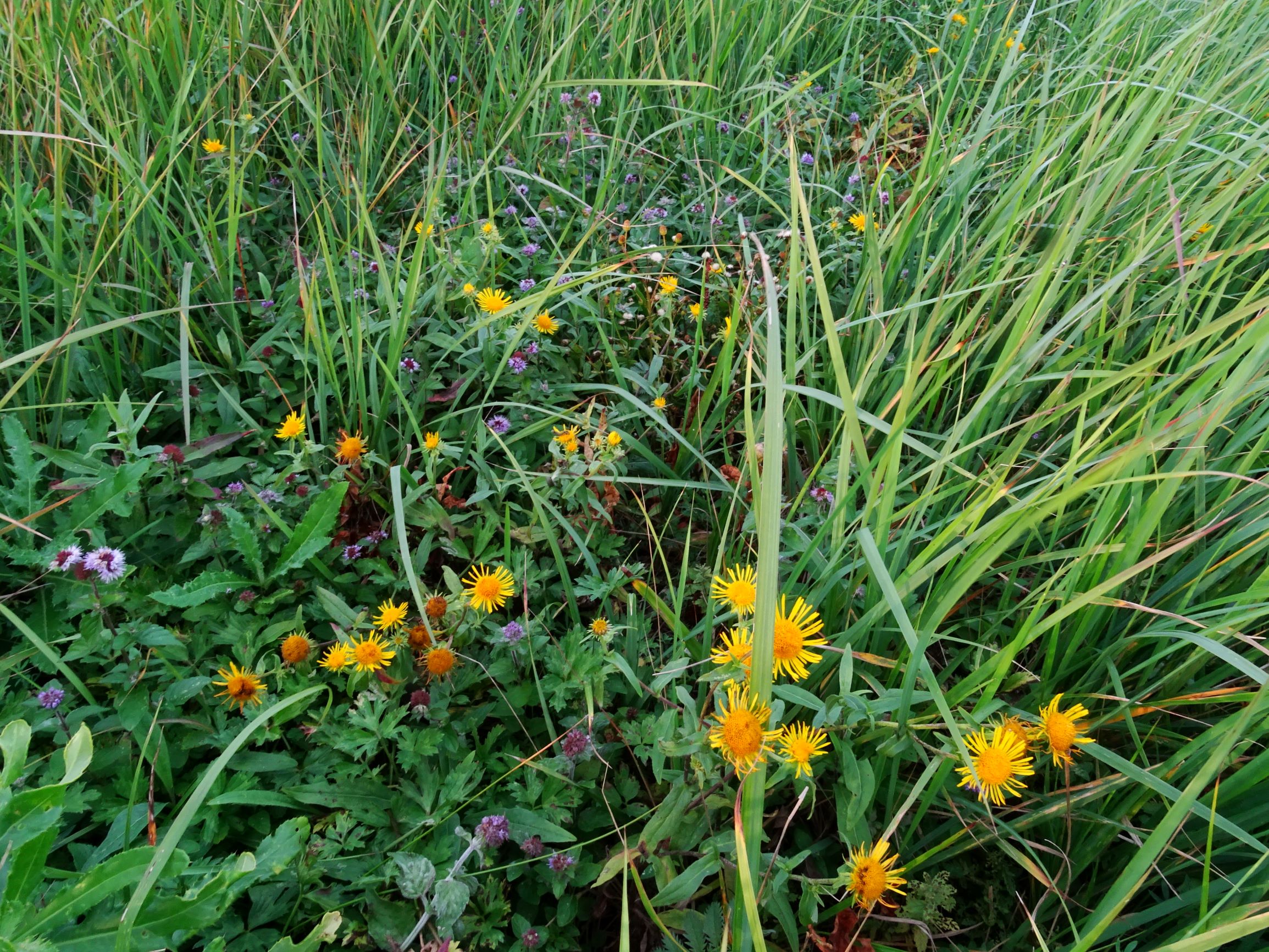 DSC09005 gattendorfer leithaauen, 2020-09-30, inula britannica, mentha cf. aquatica.JPG