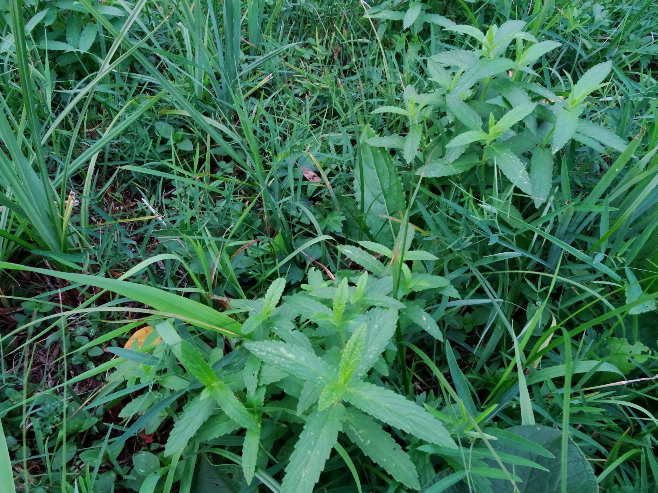 DSC09135 gattendorfer leithaauen, 2020-09-30, unklar - cf. stachys palustris, lathyrus palustris, carex cf. riparia.JPG