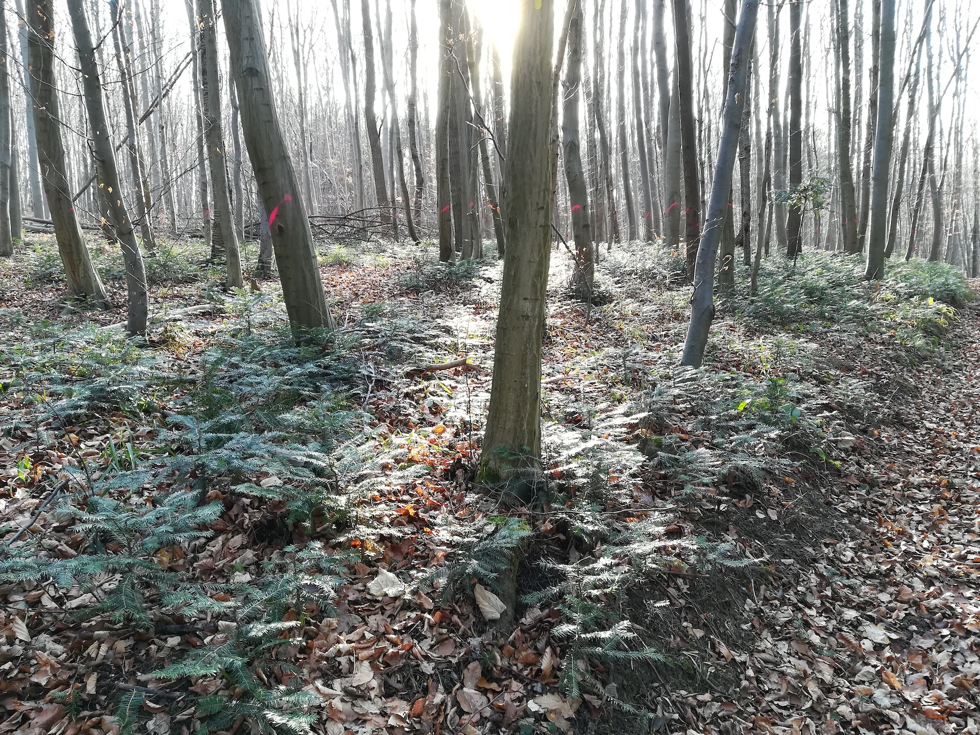 taxus sp. massenvorkommen jungwuchs bartberg tullnerbach_20210205_135107.jpg