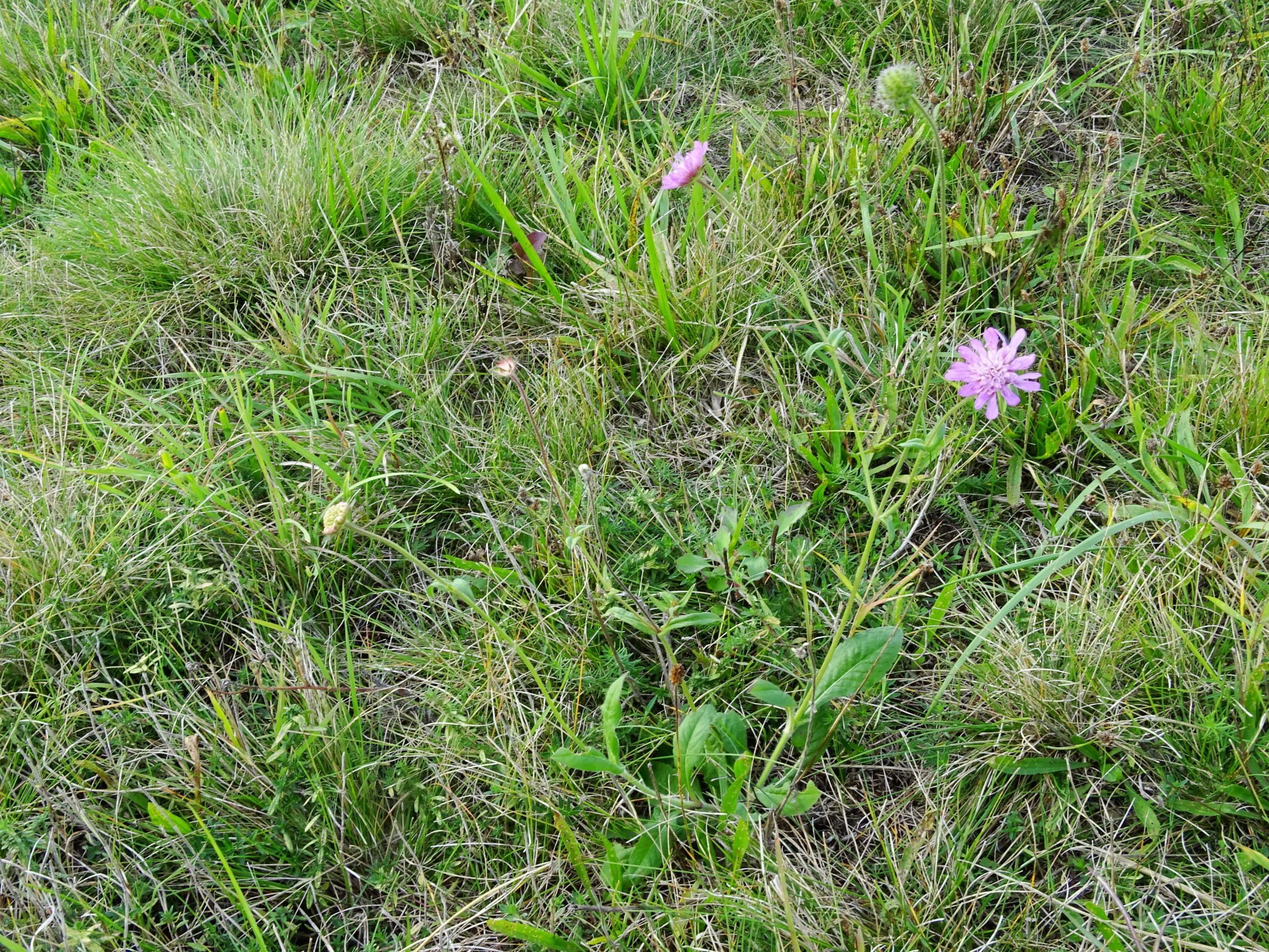 DSC01407 seevorland gols, 2020-10-10, knautia sp.JPG