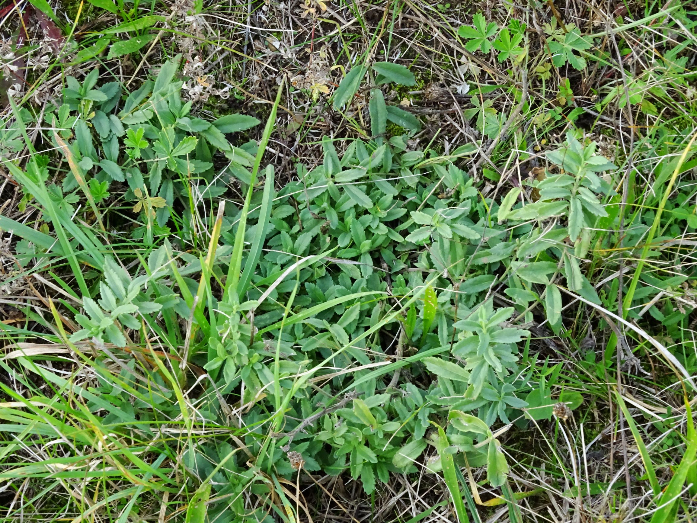DSC01410 seevorland gols, 2020-10-10, veronica prostrata.JPG