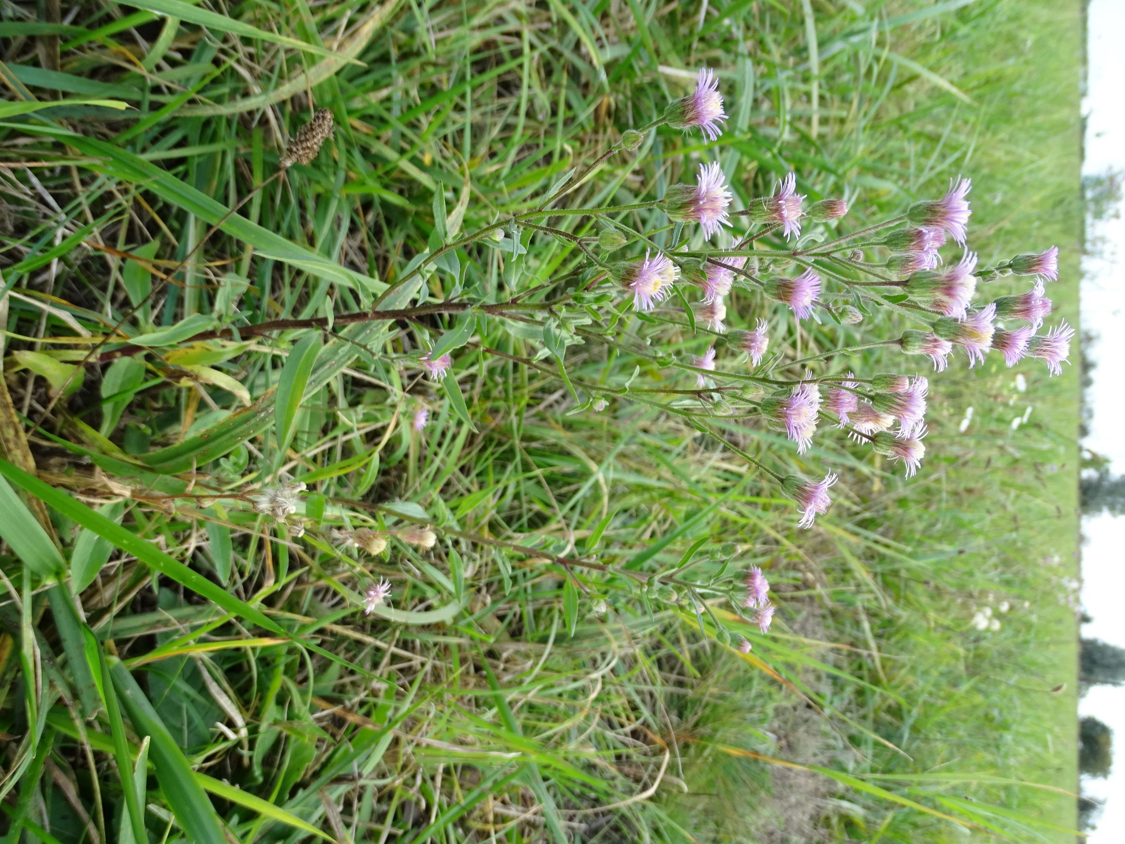 DSC01432 seevorland gols, 2020-10-10, erigeron acris.JPG
