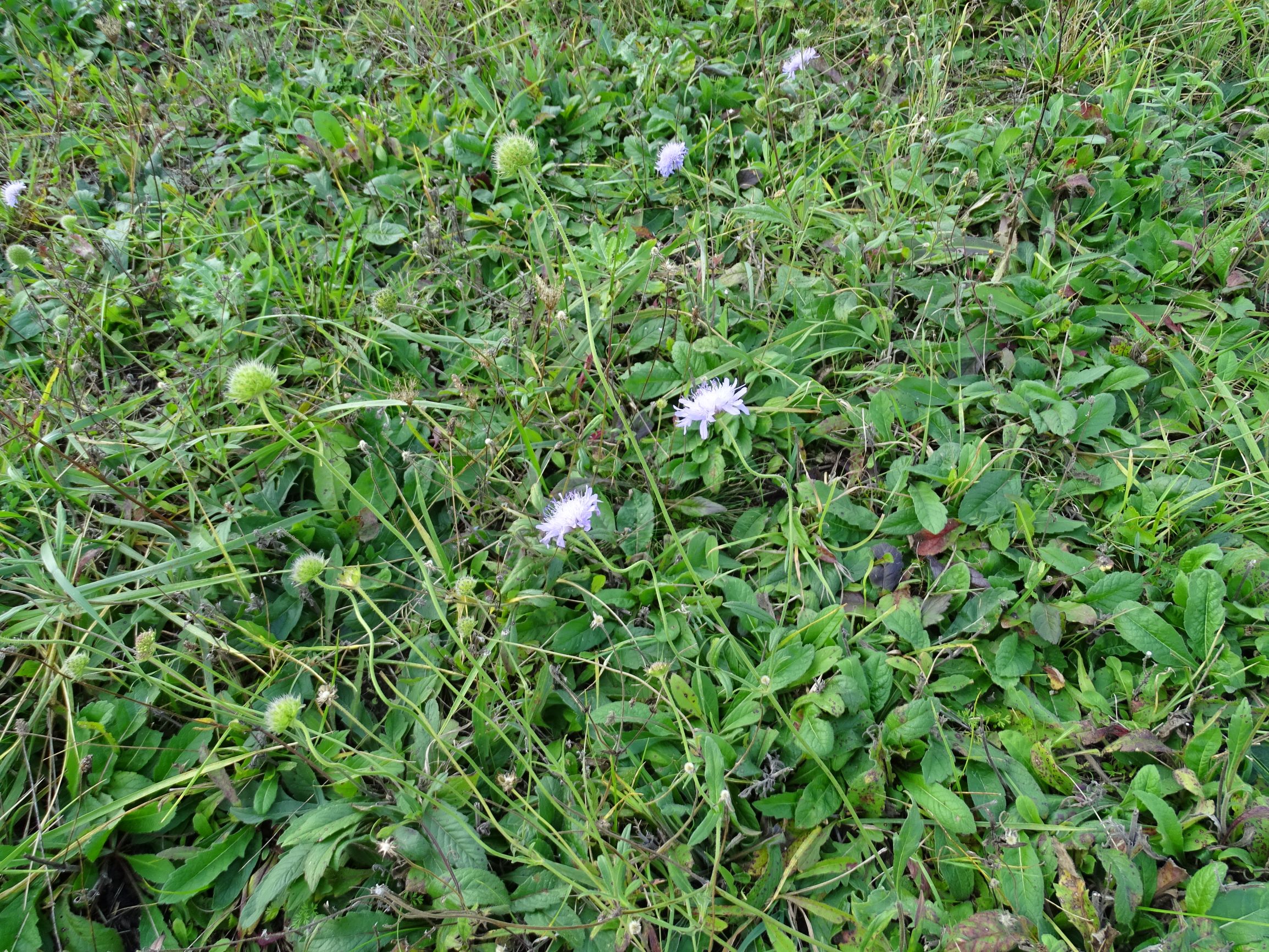 DSC01436 seevorland gols, 2020-10-10, knautia sp.JPG