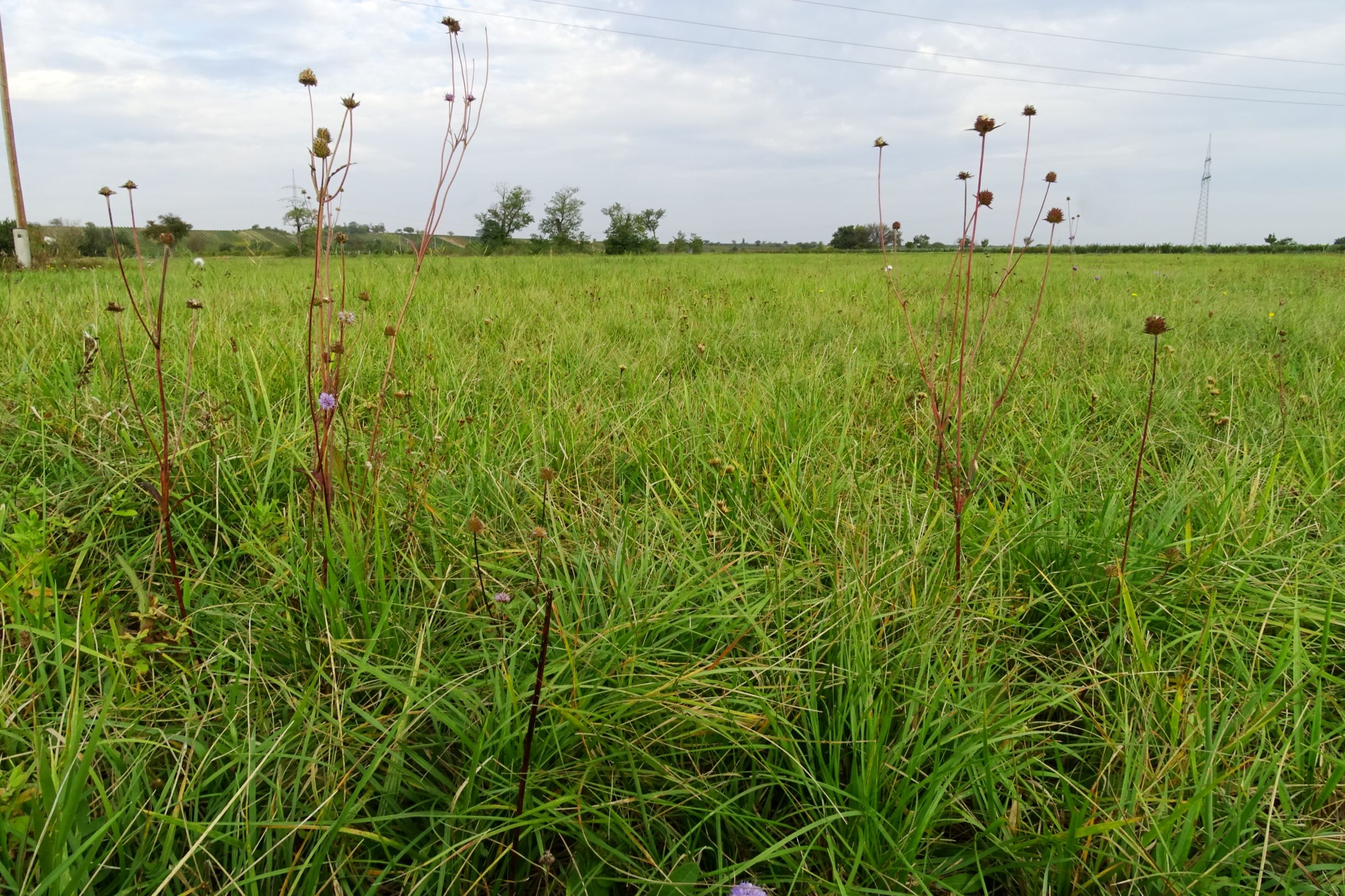 DSC01470 seevorland gols, 2020-10-10, succisa pratensis, serratula tinctoria etc.JPG