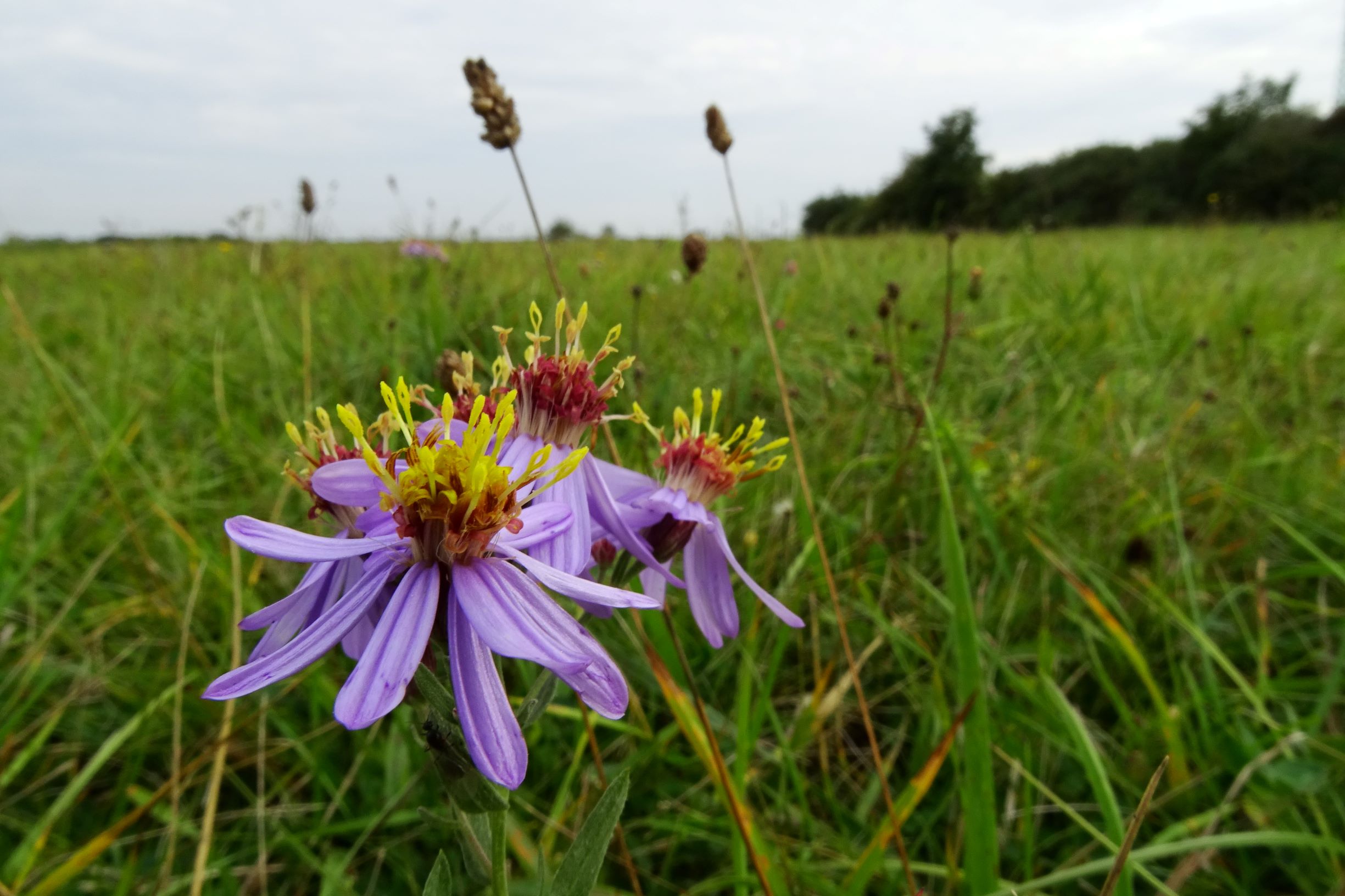 DSC01509 seevorland gols, 2020-10-10, galatella cana, plantago lanceolata etc.JPG