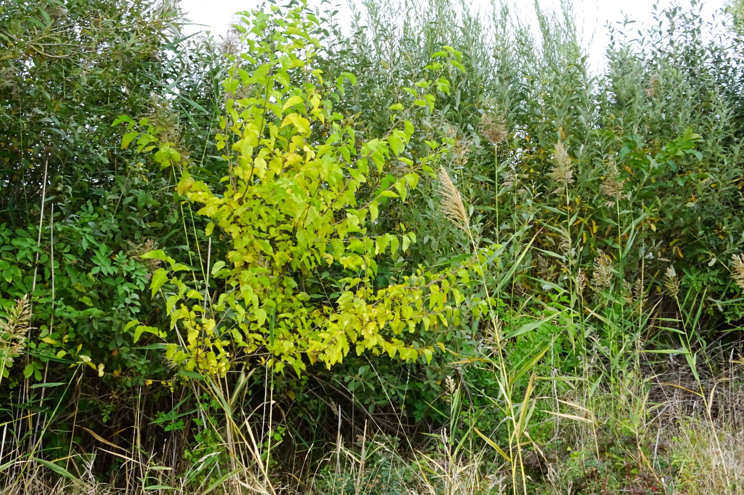DSC01595 seevorland gols, 2020-10-10, morus sp., salix cinerea, phragmites australis etc.JPG