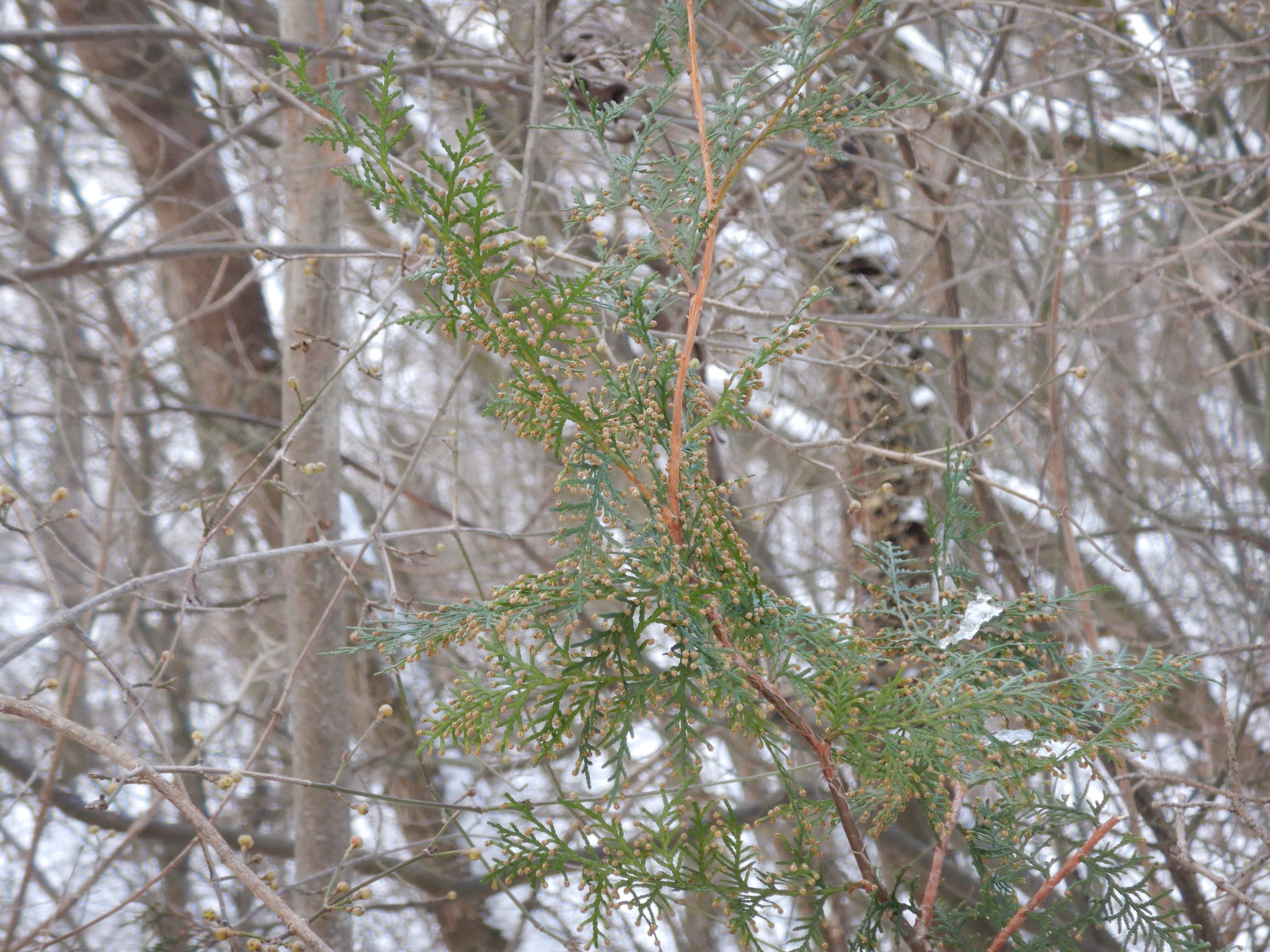 DSCN0178 schloßberg hainburg, 2021-02-12, platycladus (thuja) orientalis.JPG