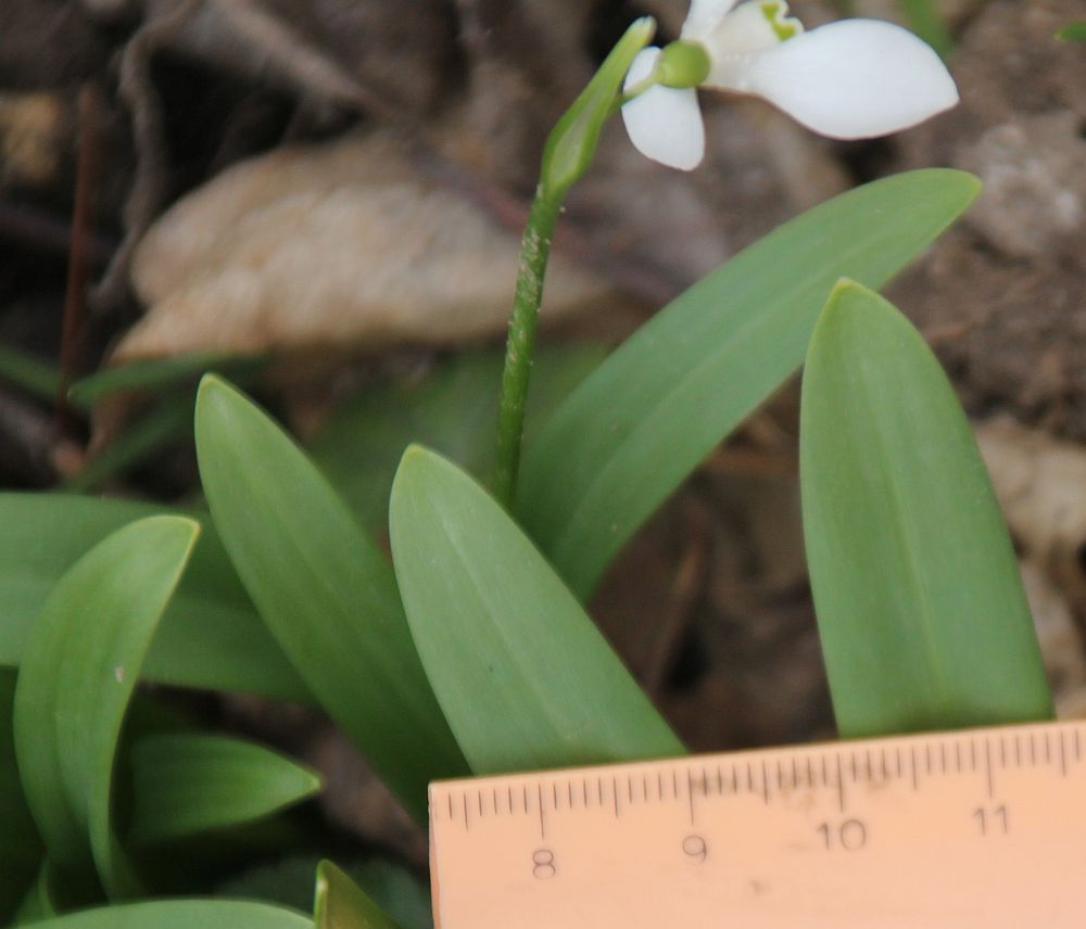 Galanthus woronowii Hartfeldau_20210228_15.jpg