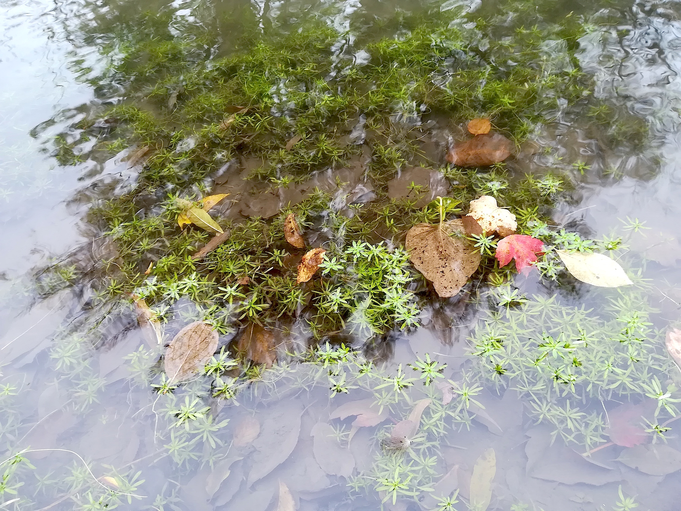 callitriche palustris agg. fischaauen wienerherberg_20171020_125741.jpg