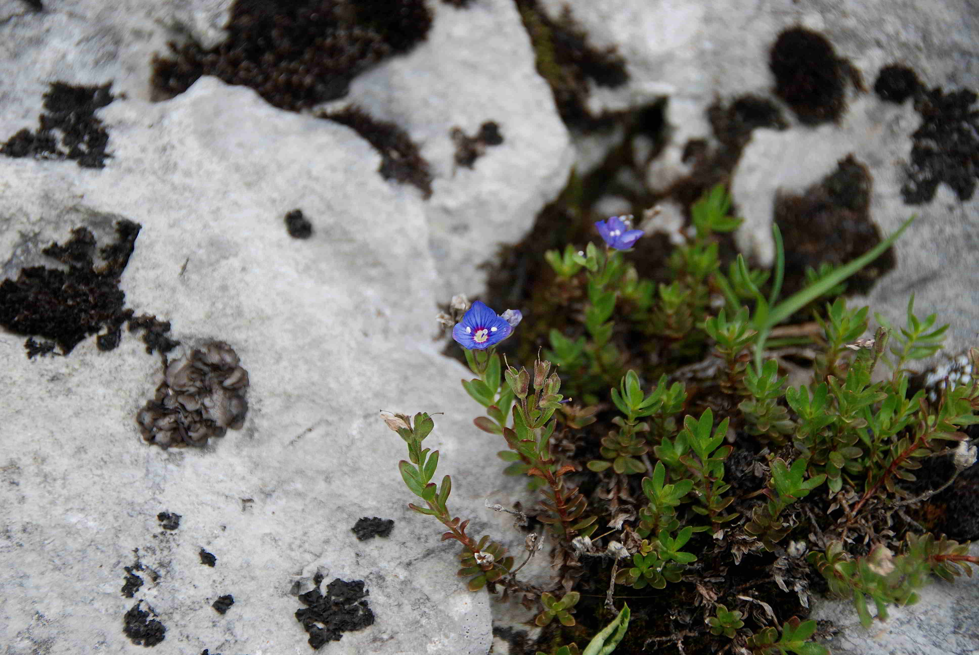 Sonnleitstein-20062017-(195)-Veronica fruticans.JPG