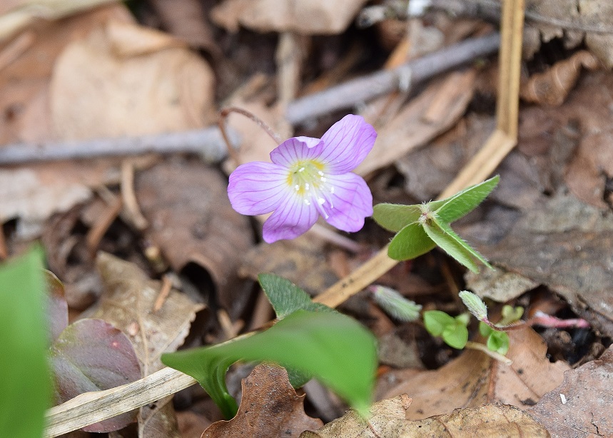 K - 11042021 - (67) -  - Oxalis acetosella - Wald-Sauerklee - purpur.JPG