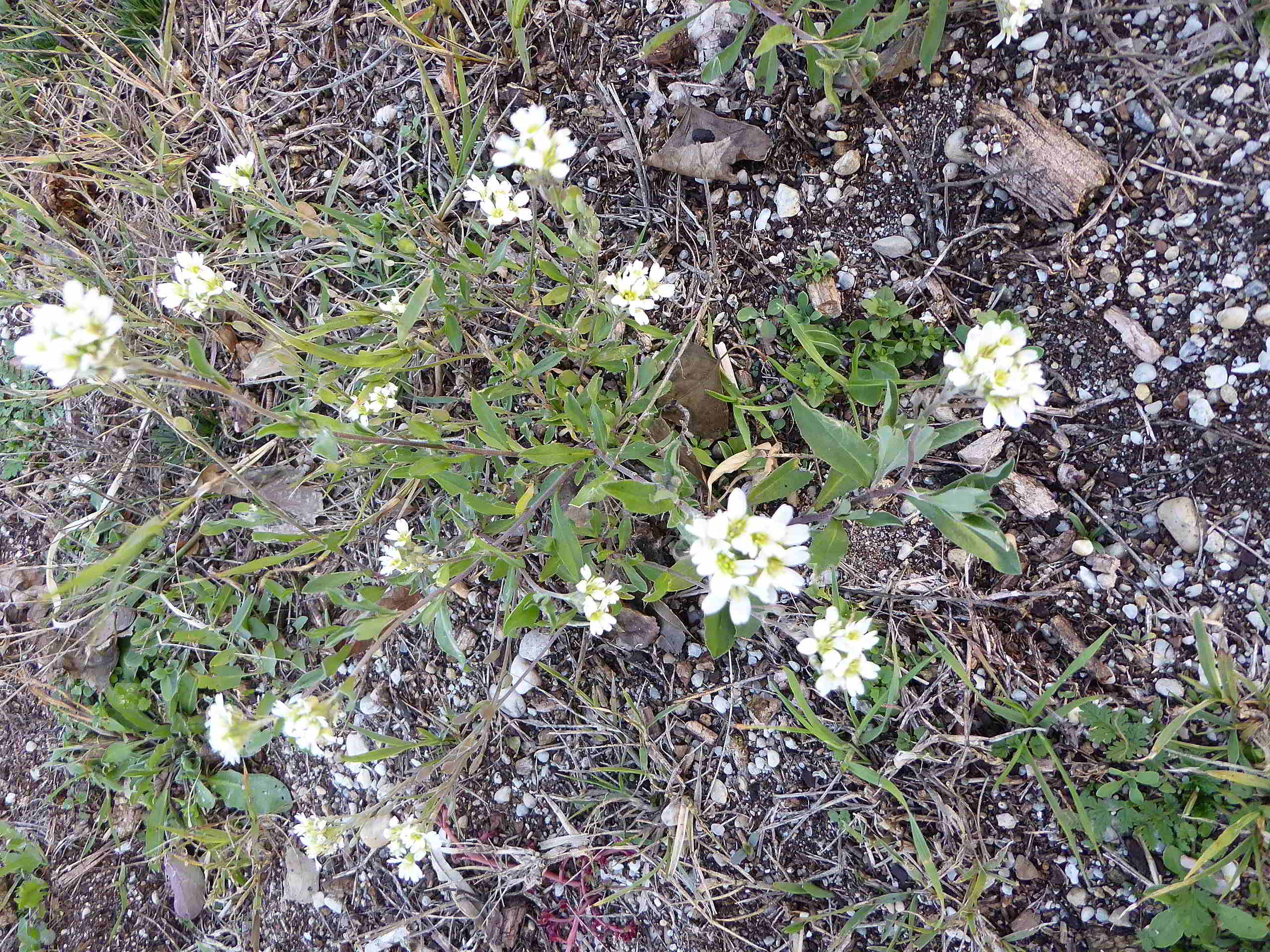 Neusiedlersee-4-in der Hölle-04112017-(14)-Salzkresse fraglich.JPG