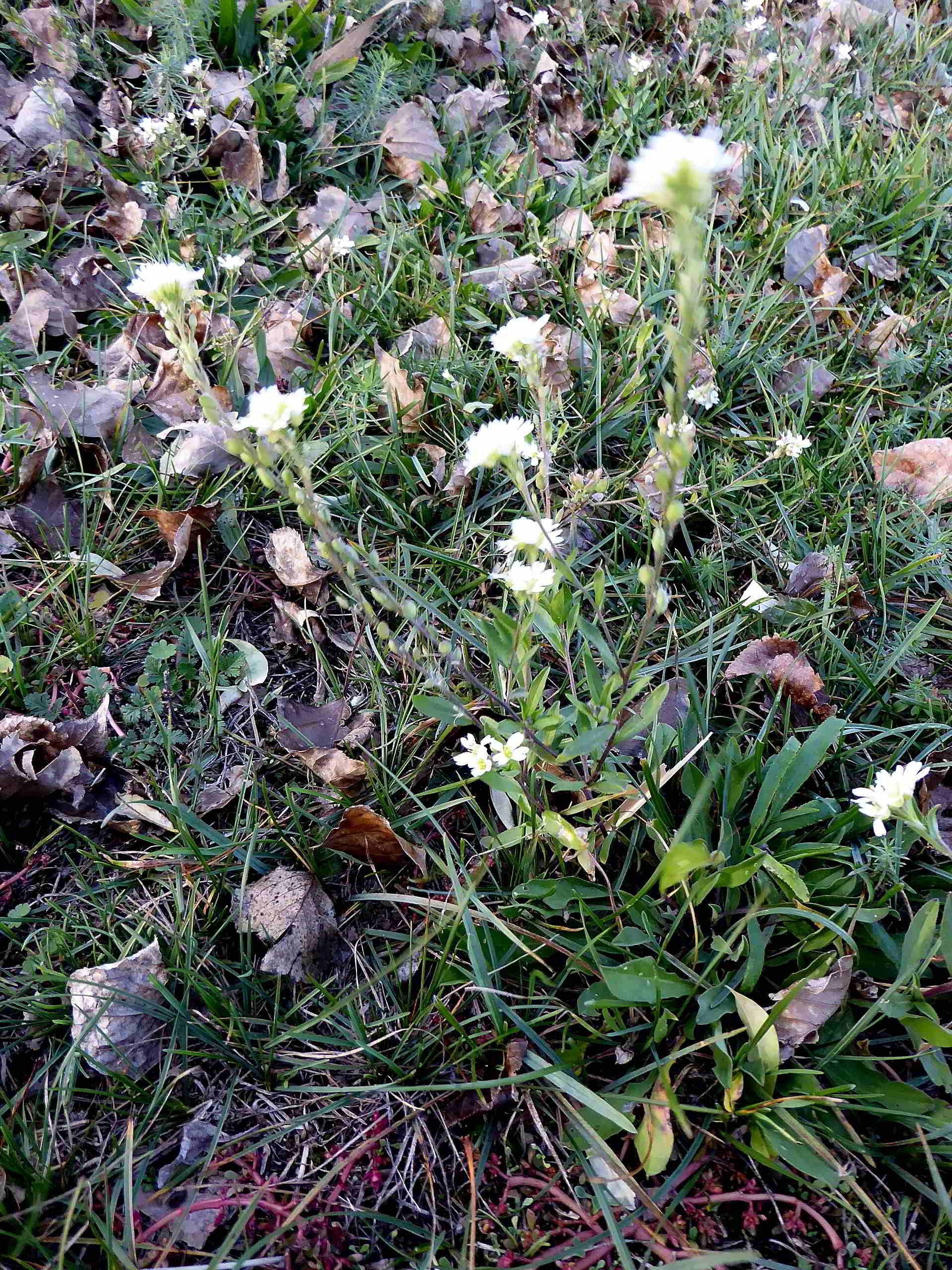 Neusiedlersee-4-in der Hölle-04112017-(15)-Salzkresse fraglich.JPG