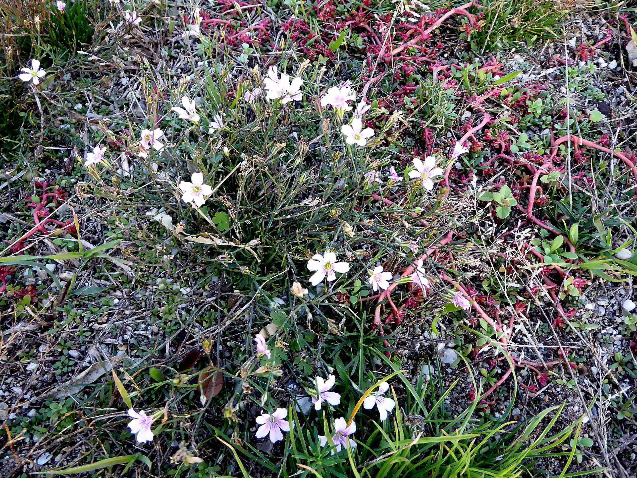 Neusiedlersee-4-in der Hölle-04112017-(12)-Felsennelke fraglich.JPG