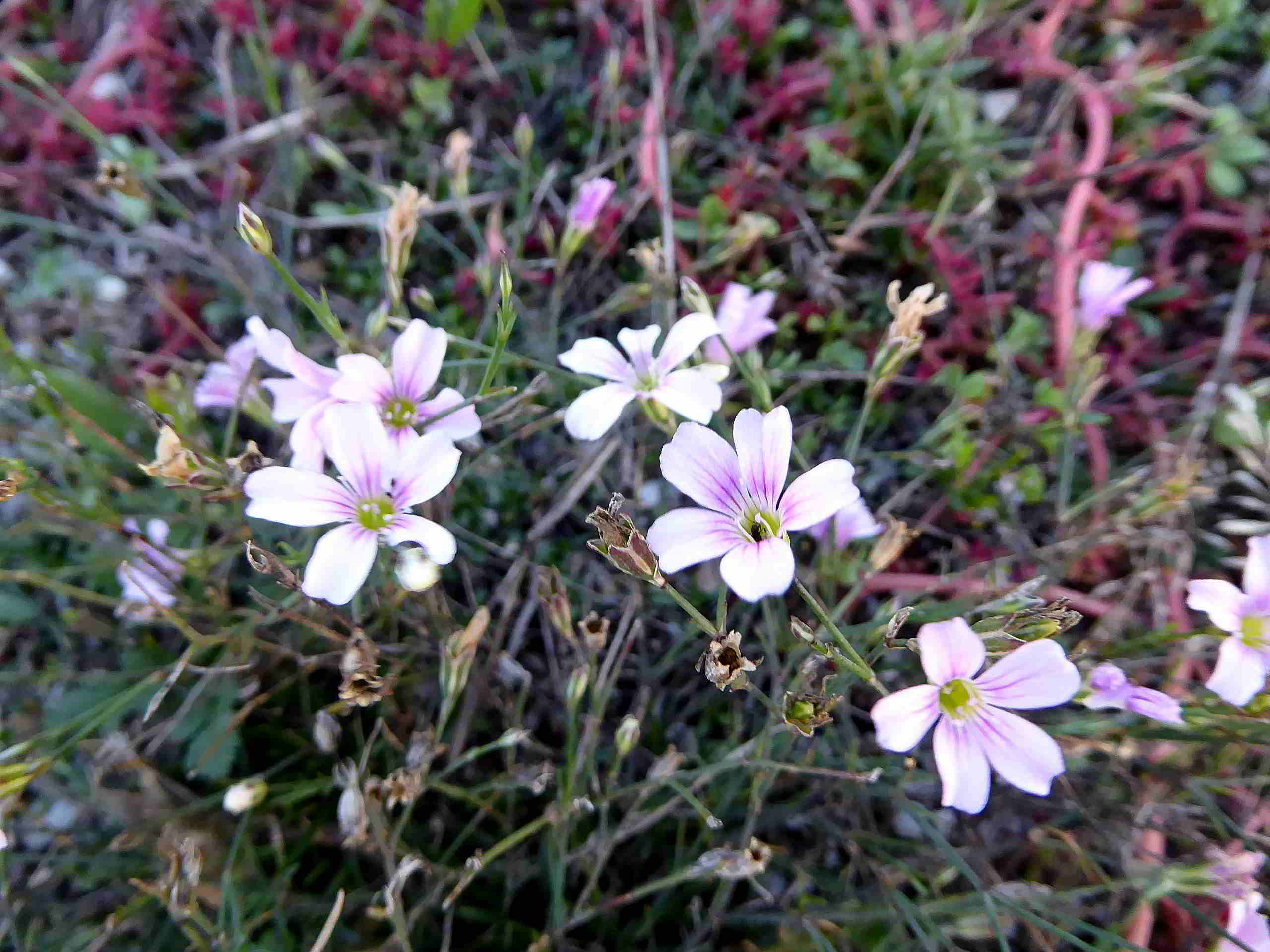 Neusiedlersee-4-in der Hölle-04112017-(13)-Felsennelke fraglich.JPG