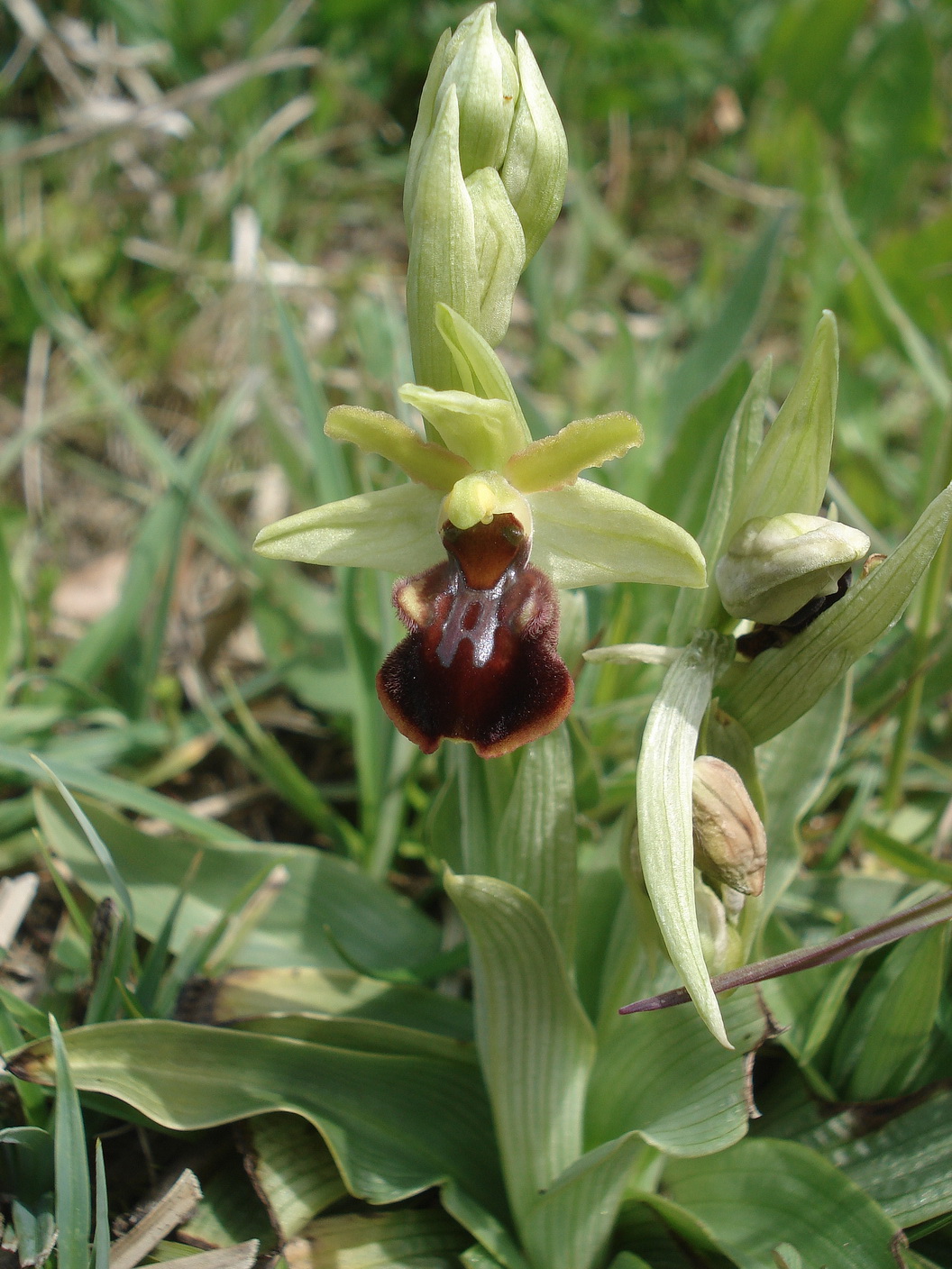 Oph. sphegodes St-Leutschach. 17.04.2021.JPG