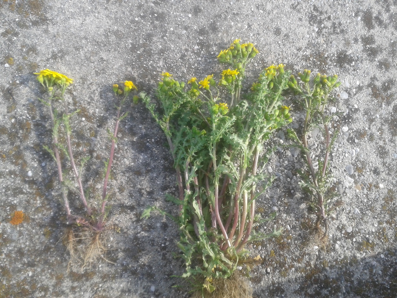 Senecio helwingii_2.jpg