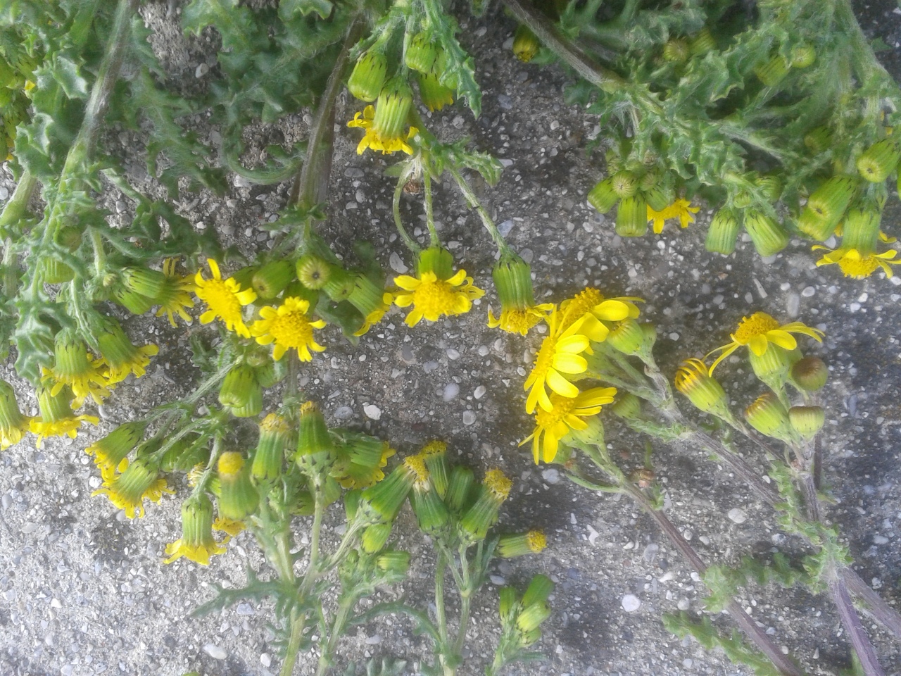 Senecio helwingii_1.jpg