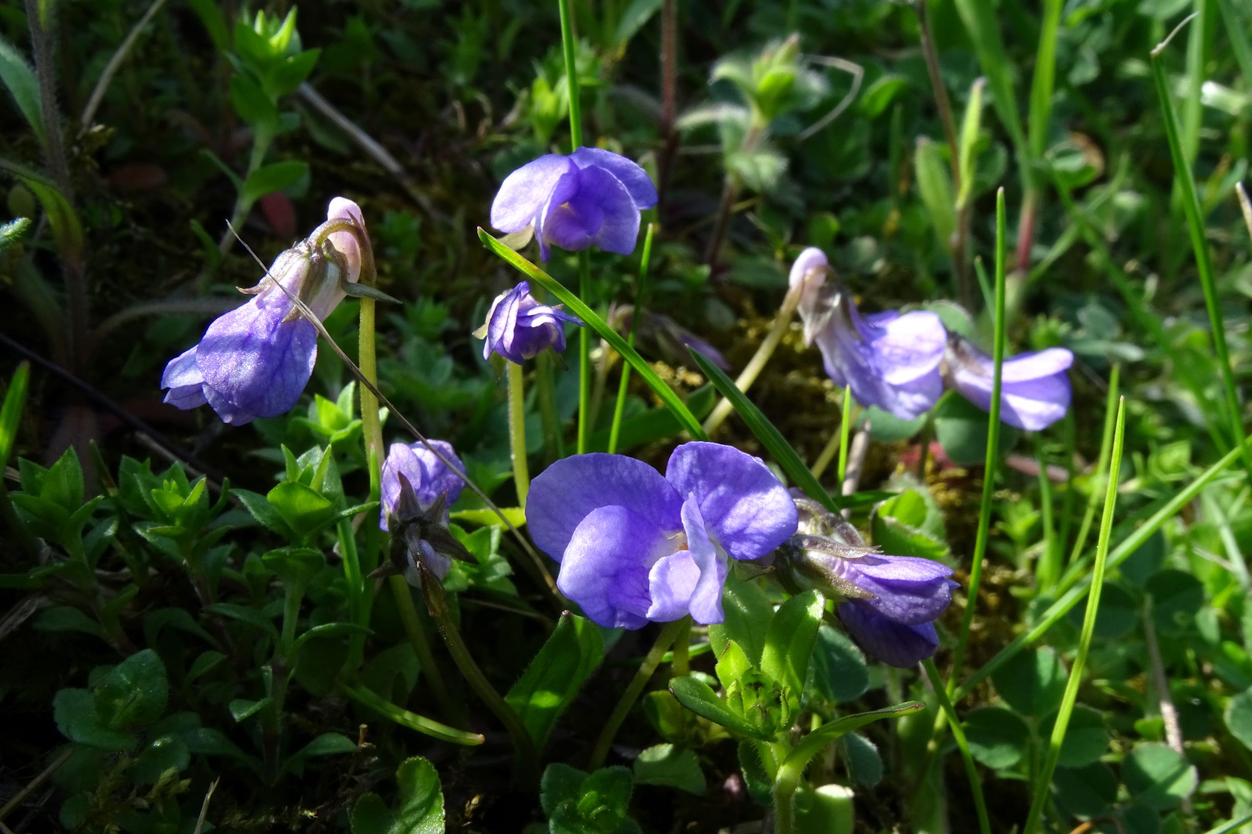 DSC04691 friedhof hainburg, 2021-04-24, viola rupestris etc.JPG