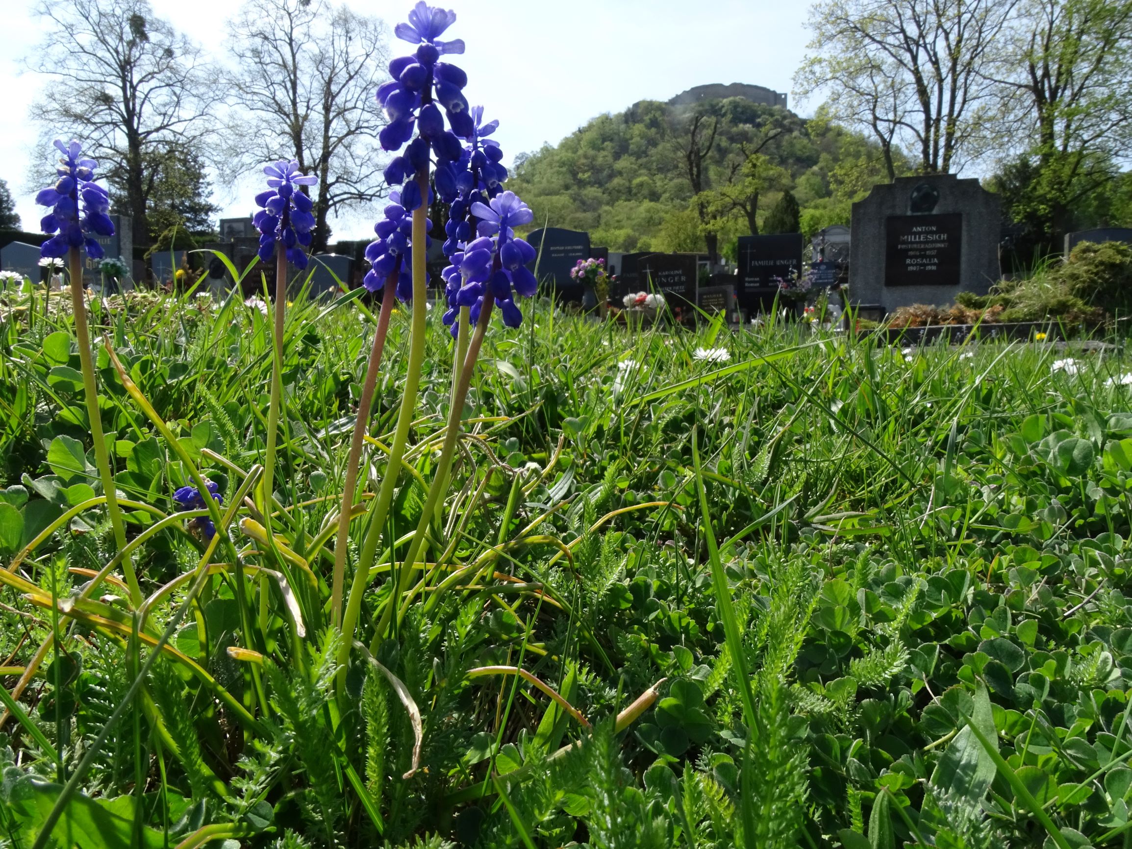 DSC04733 friedhof hainburg, 2021-04-24, muscari cf. armeniacum etc.JPG