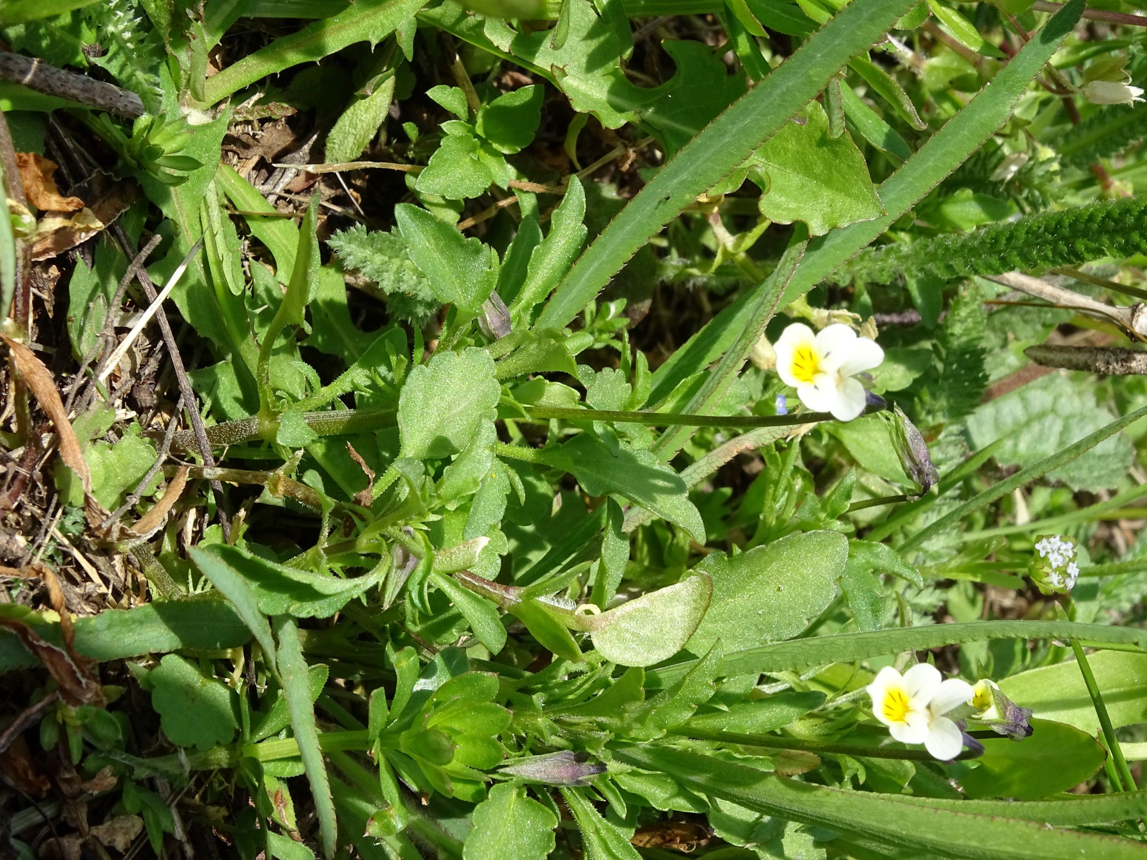 DSC05114 viola sp., spitzerberg, 2021-04-26.JPG