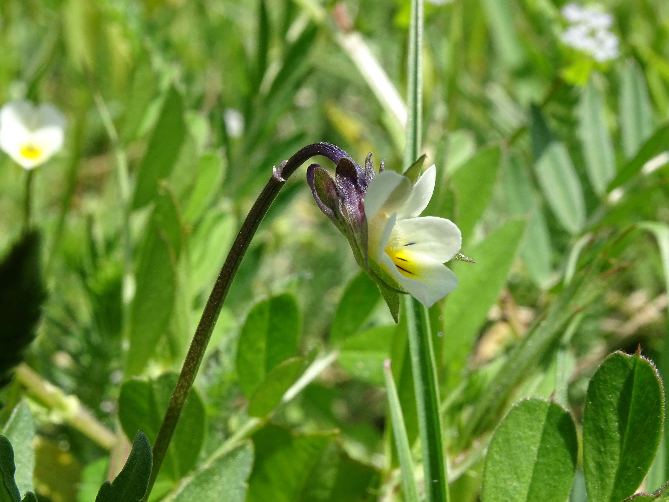 DSC05120 viola sp., spitzerberg, 2021-04-26.JPG