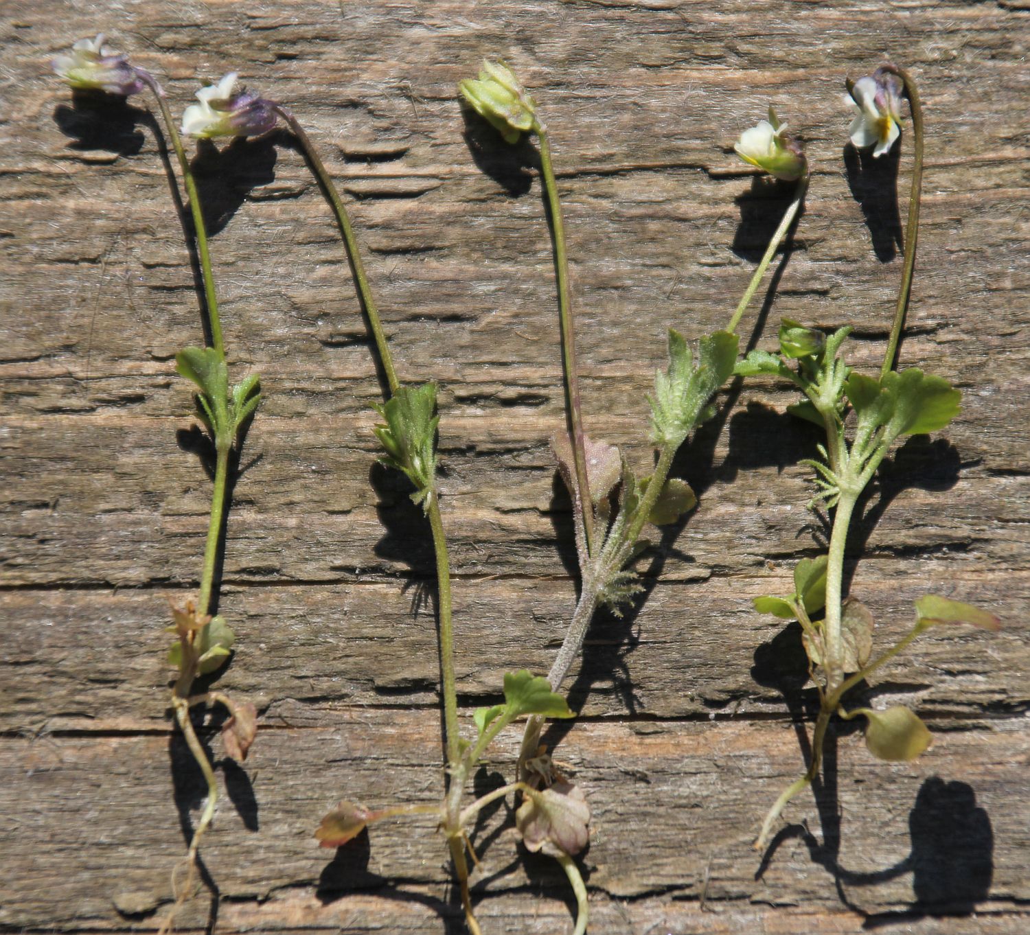 Viola kitaibeliana Heiderest Wienersdorf_20210426_05.jpg