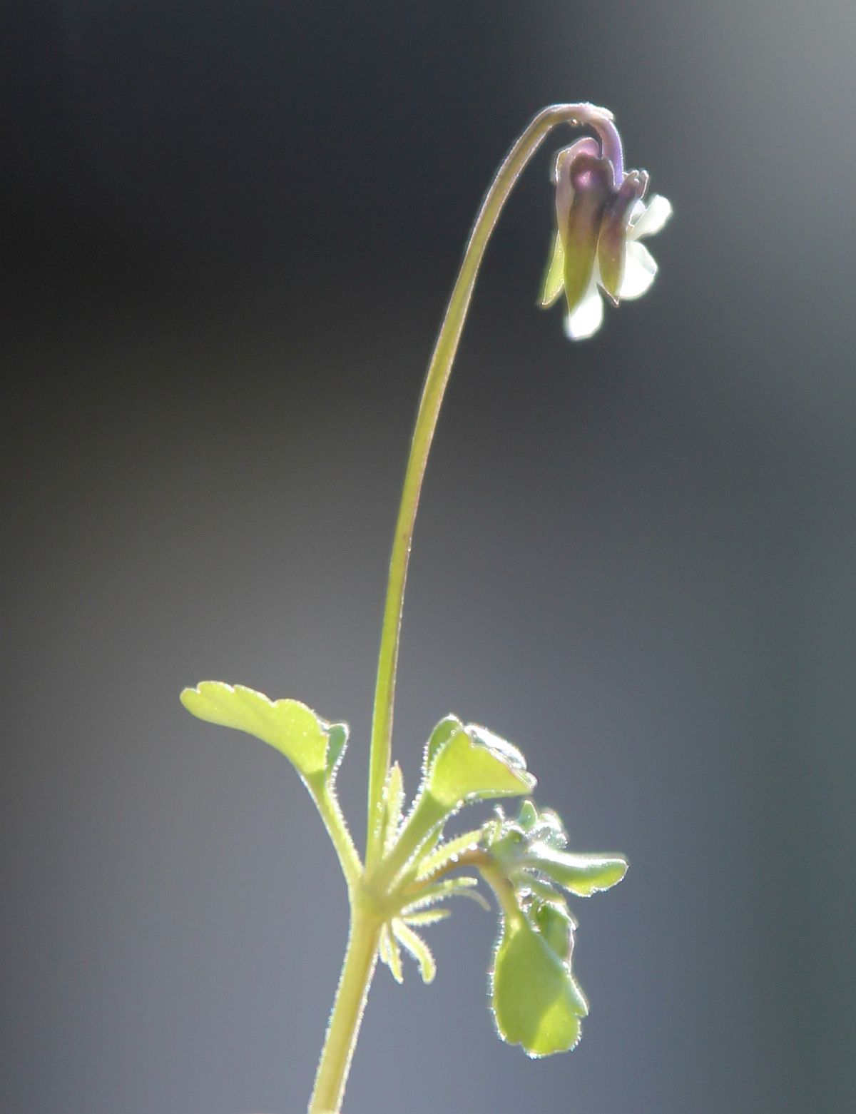 Viola kitaibeliana Heiderest Wienersdorf_20210426_22.jpg