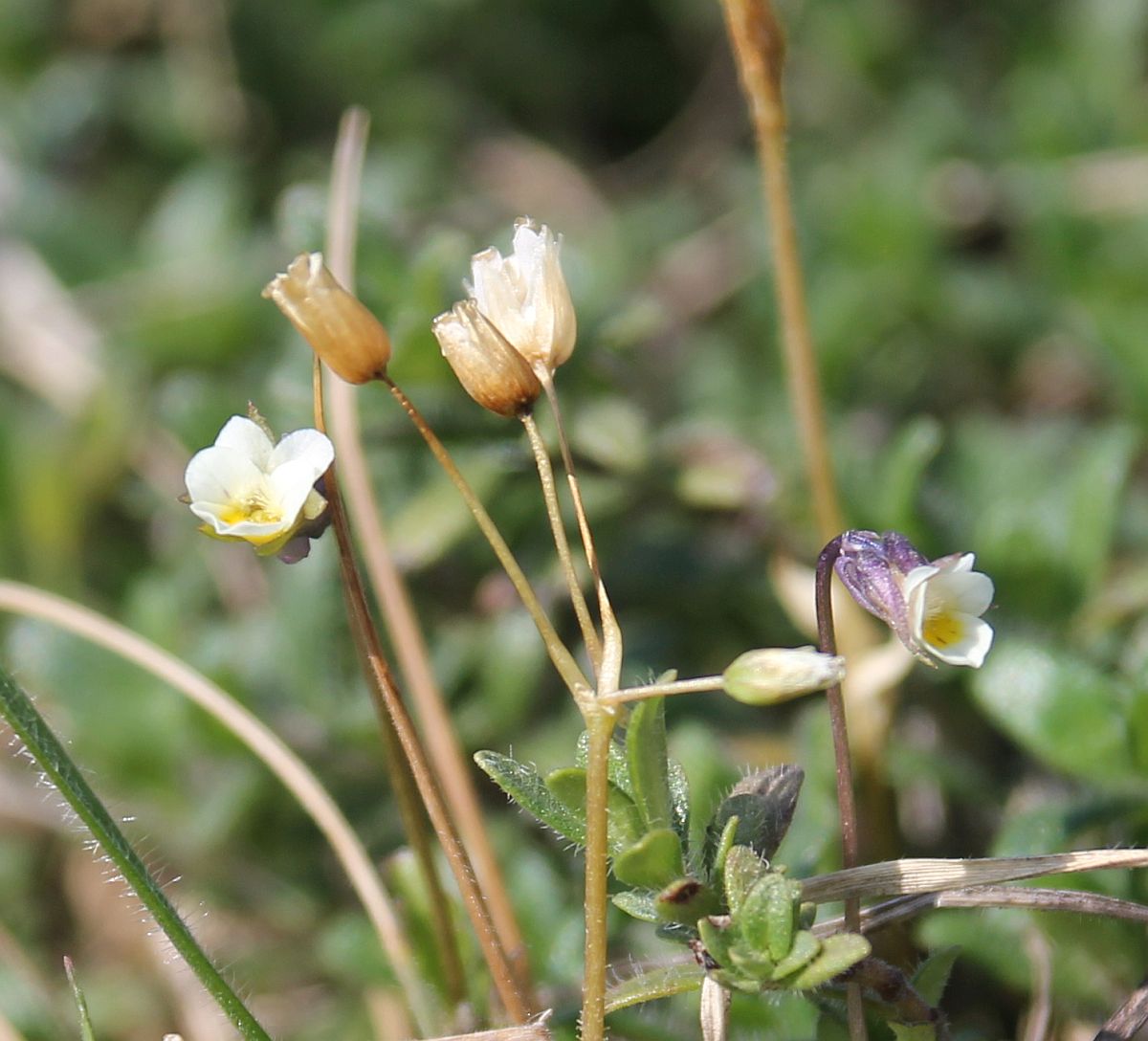 Viola kitaibeliana Heiderest Wienersdorf_20210426_35.jpg