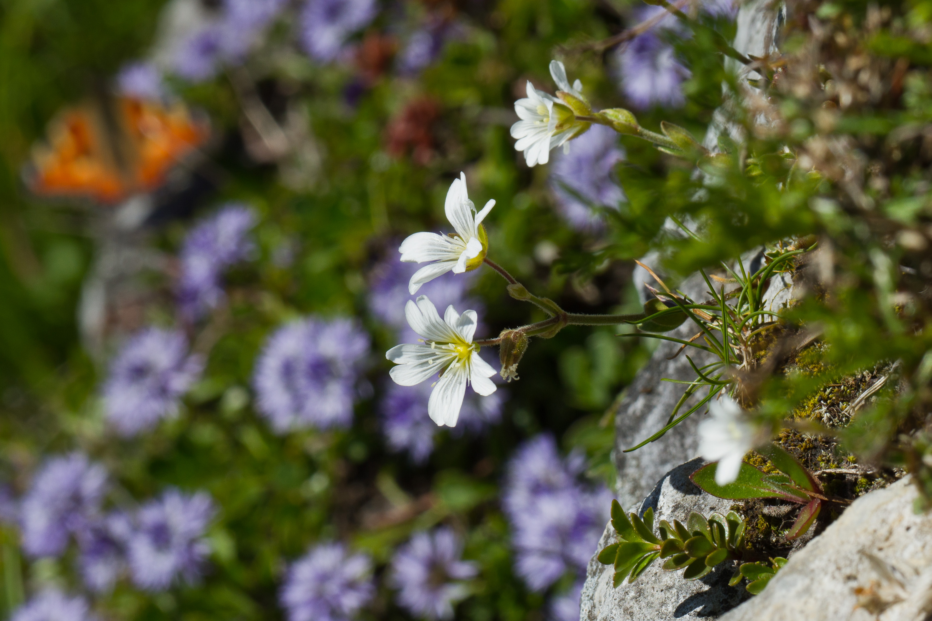 Caryophyllaceae_Cerastium carinthiacum carinthiacum cf 1-2.jpg