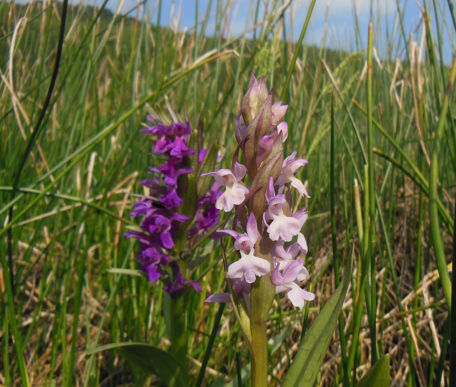 2017-05-21 DSCN2557 Piestingtal(2).jpg