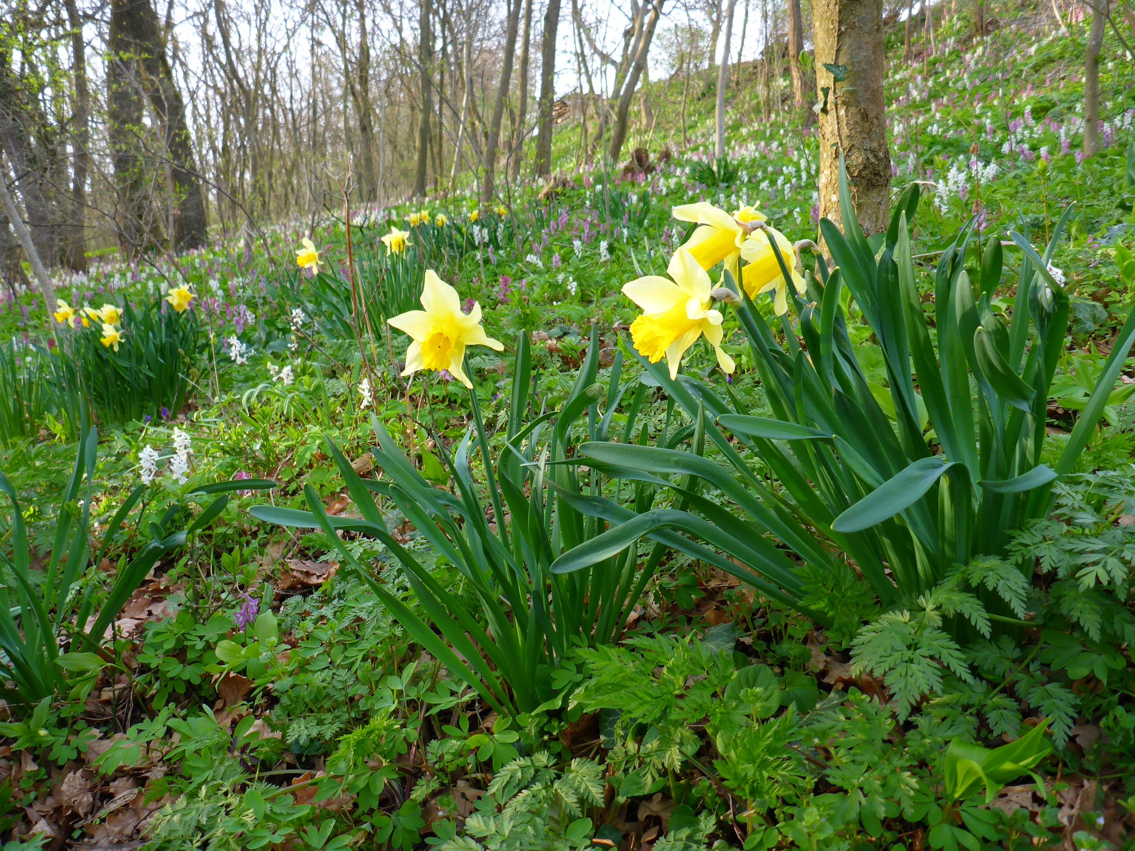 P1200297 leithagebirge purbach, 2017-03-25, narcissus pseudonarcissus-form.JPG
