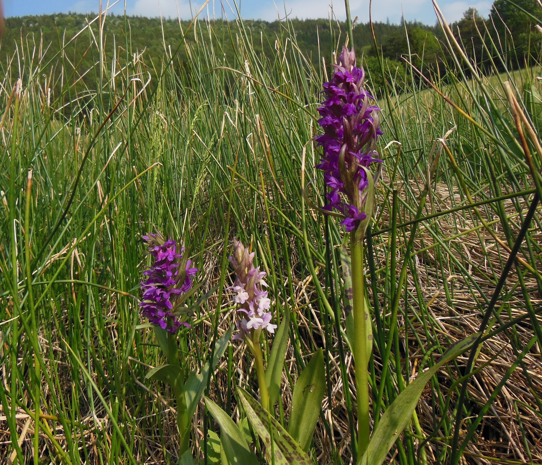 2017-05-21 DSCN2557Piestingtal.jpg