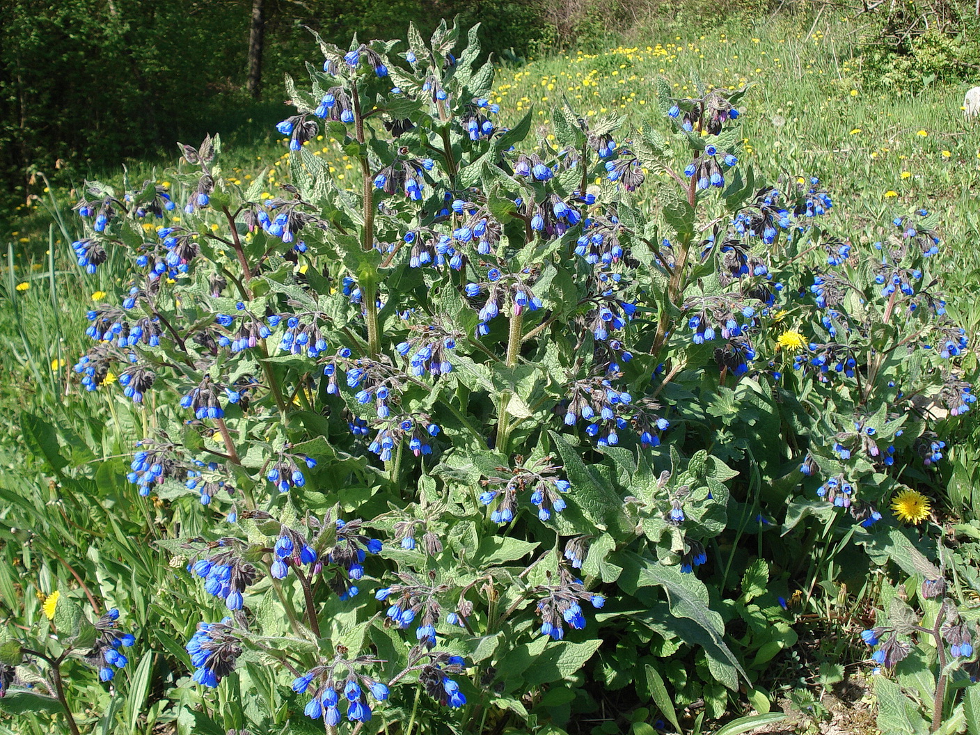 Symphytum.caucasicum.verw.W-Leopoldsberg. 16.Apr.16.JPG