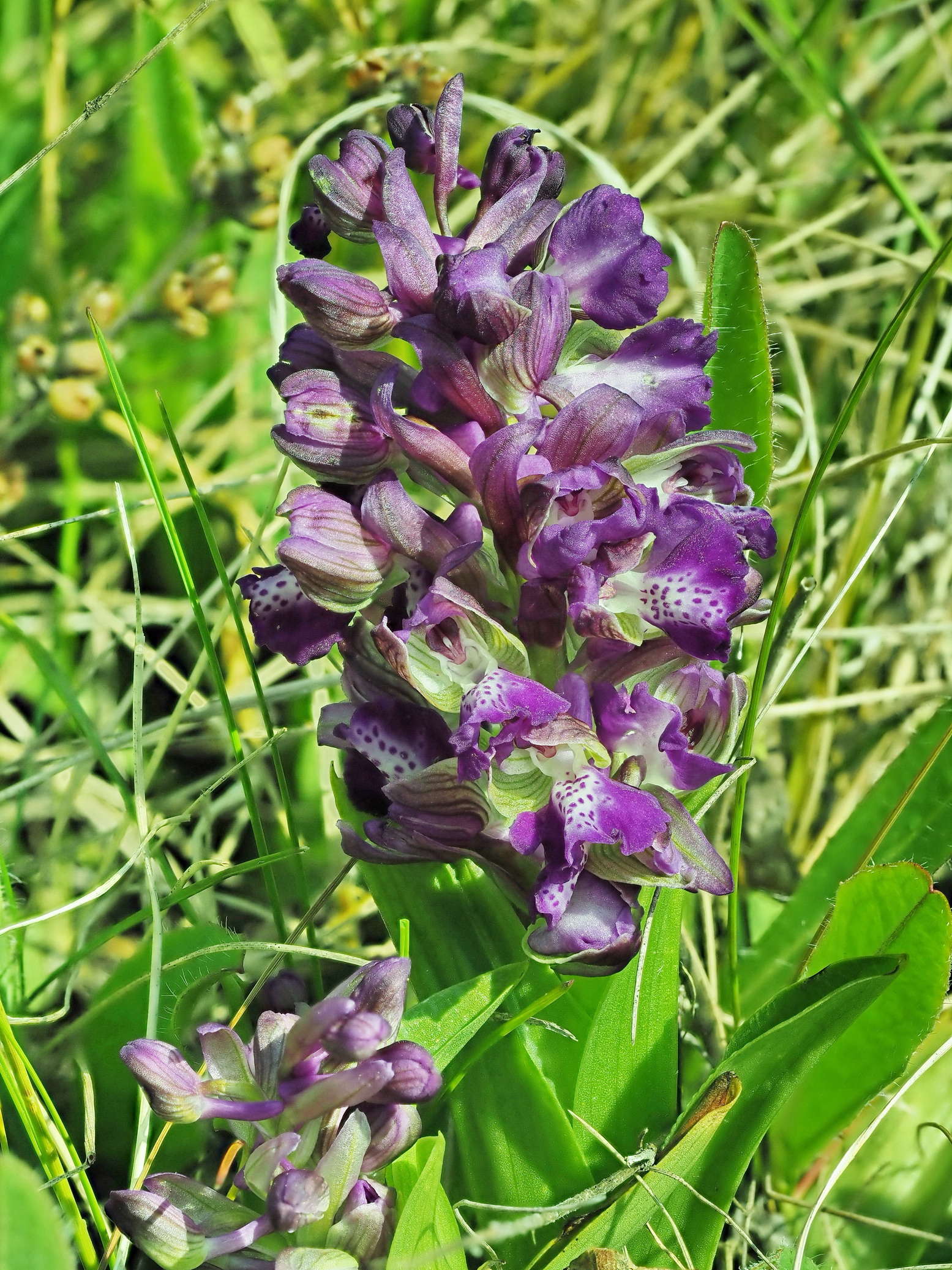Orchis morio II.JPG